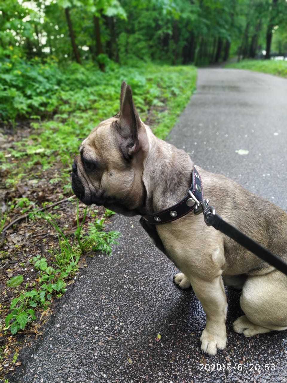 MISSING DOG, ST. PETERSBURG UPD found - My, The dog is missing, No rating, Lost, Announcement, French Bulldog, Longpost, Dog