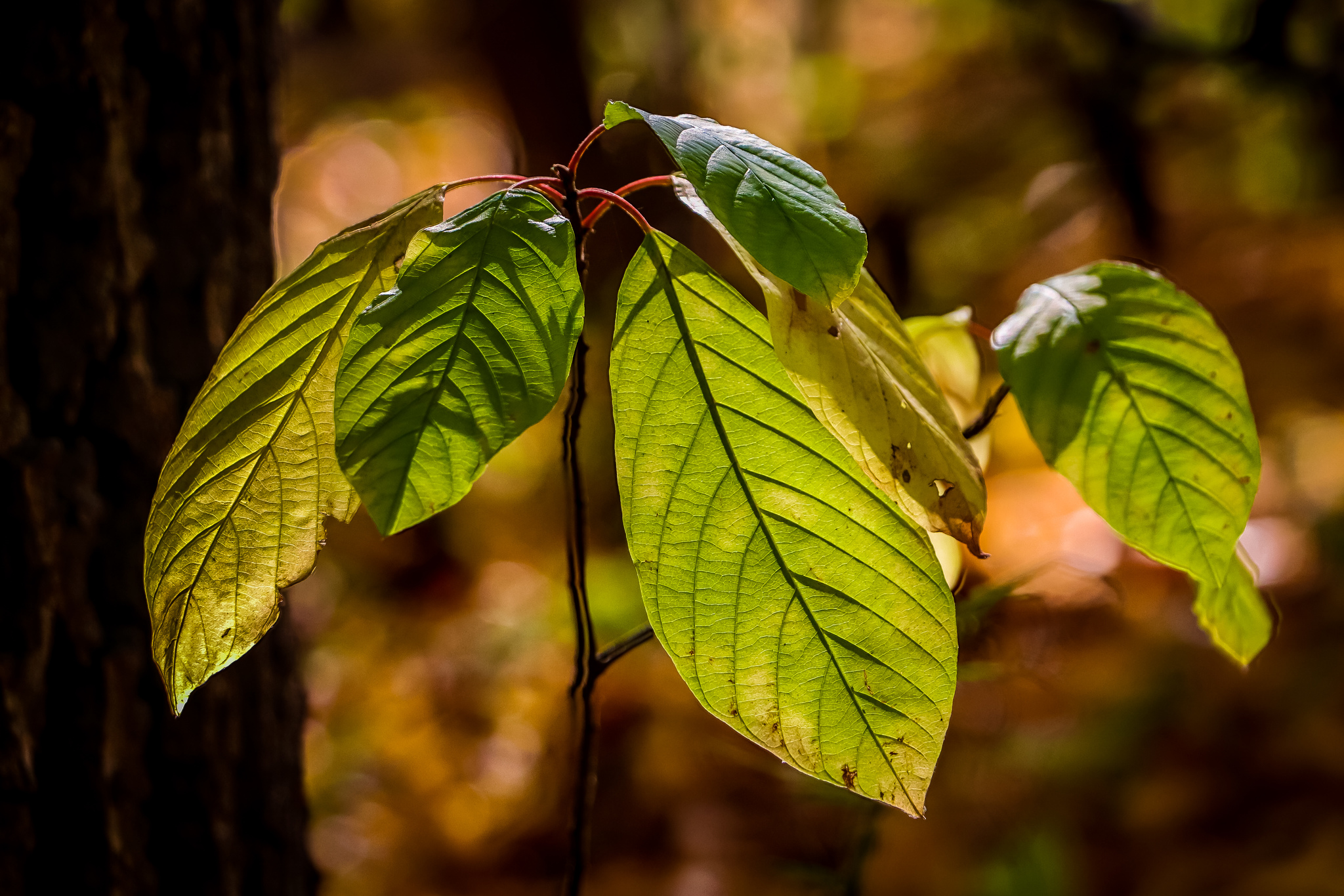 Autumn - My, The photo, Nature, Autumn, Autumn leaves, Canon 800D, Longpost