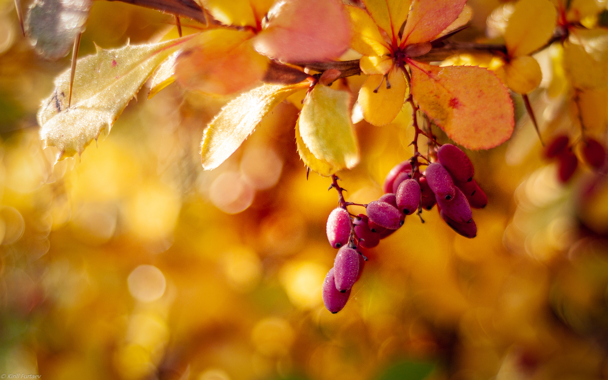 Autumn colors - My, Autumn, Autumn leaves, Longpost, Leaves