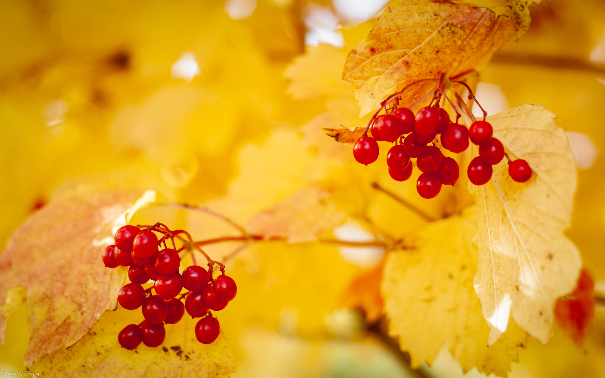 Autumn colors - My, Autumn, Autumn leaves, Longpost, Leaves