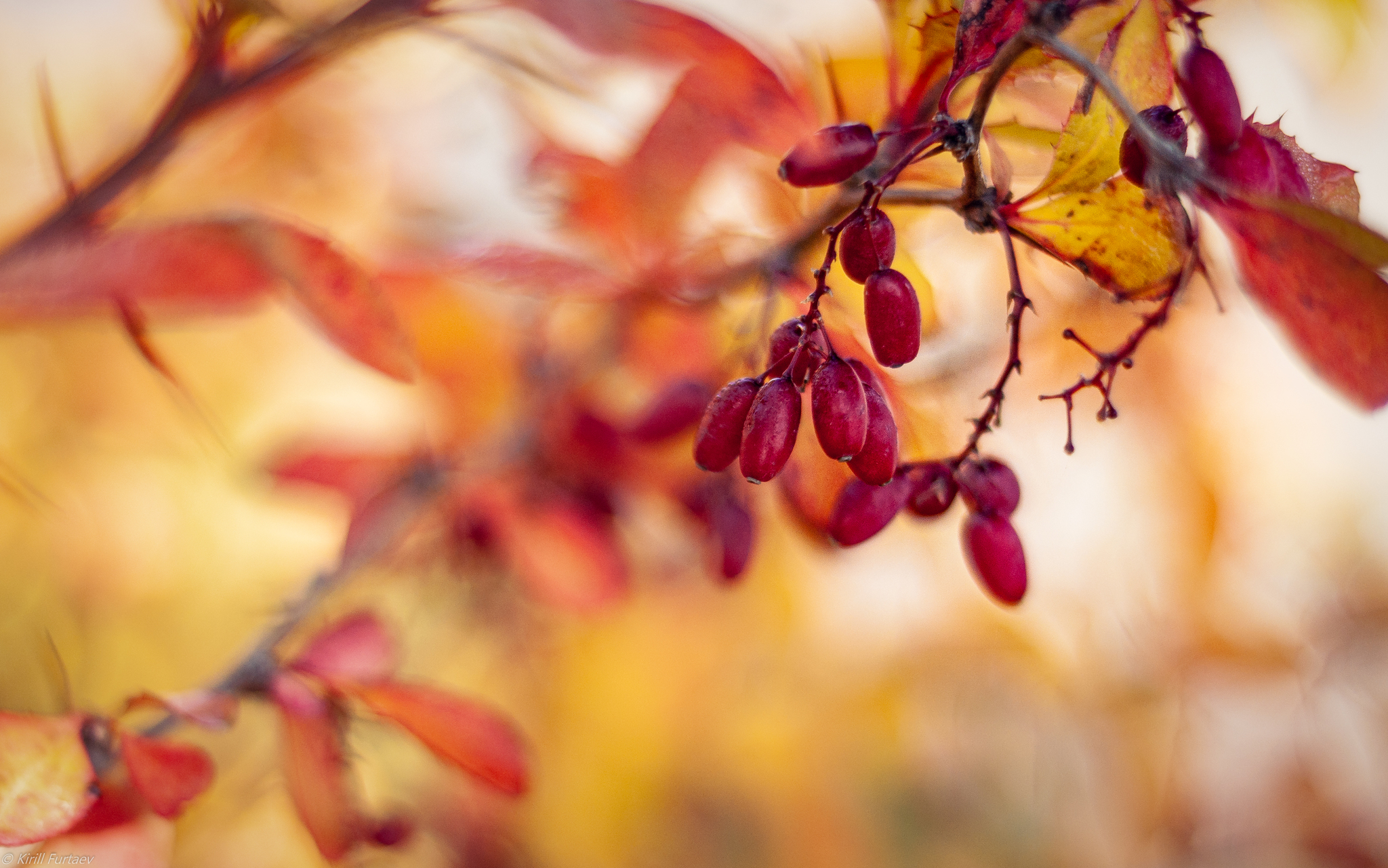 Autumn colors - My, Autumn, Autumn leaves, Longpost, Leaves