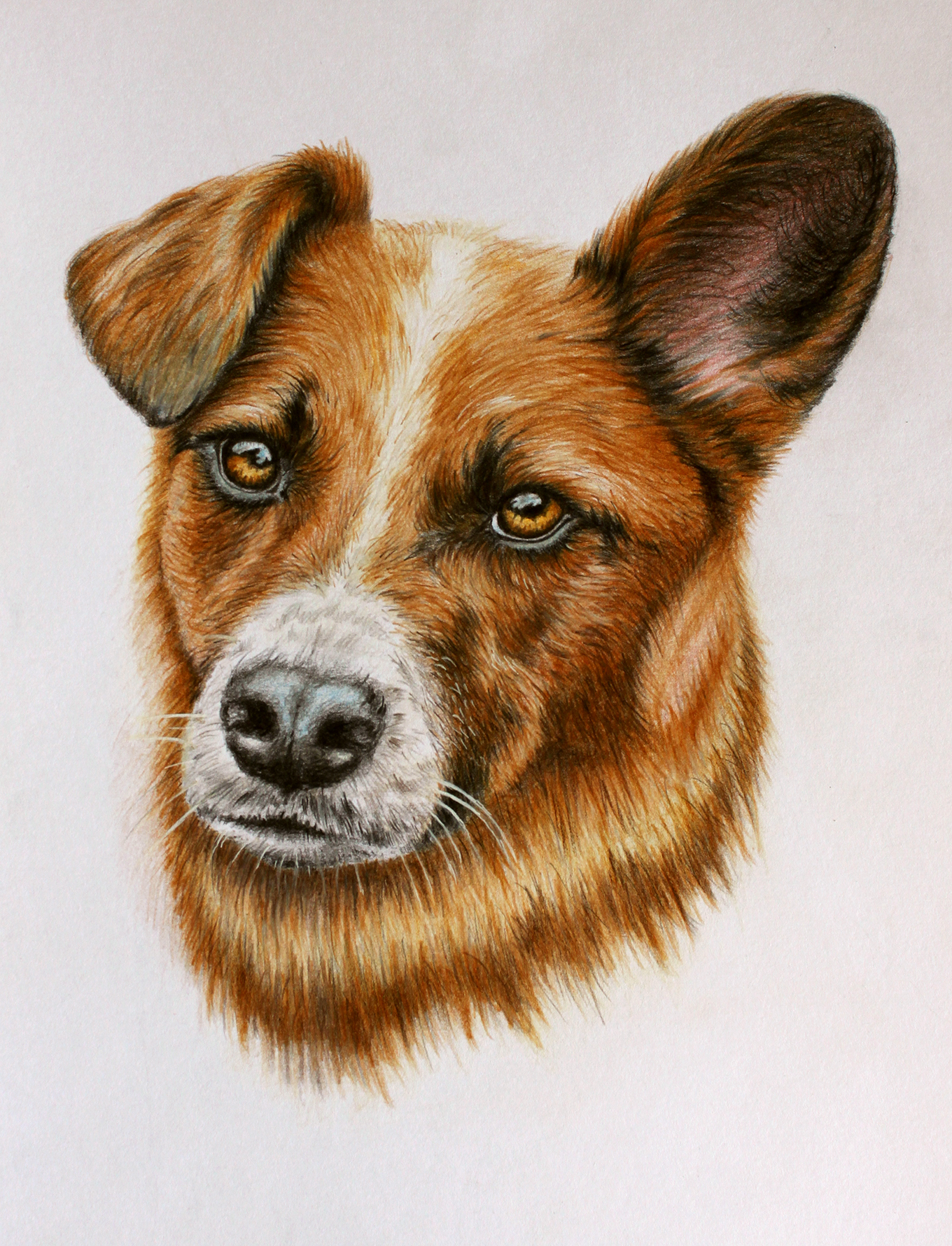 Colored pencil drawings - My, Painting, Colour pencils, Faber Castell, cat, Dog