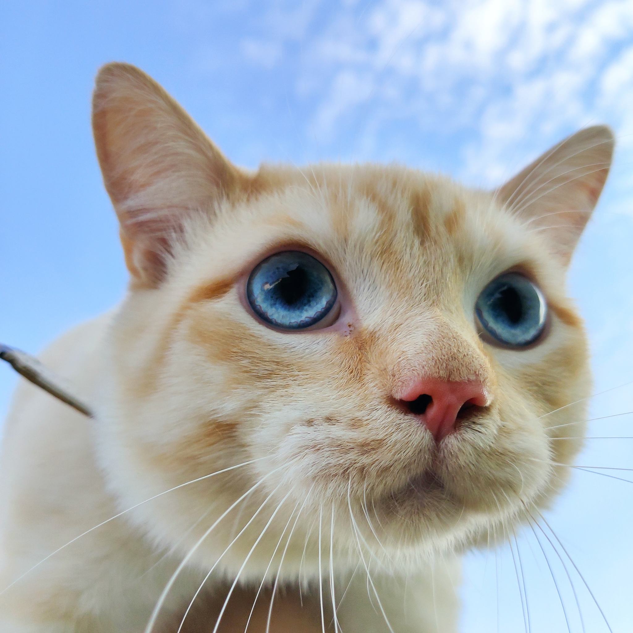 Goose - Friday cat - My, cat, Friday, Sky, Blue eyes