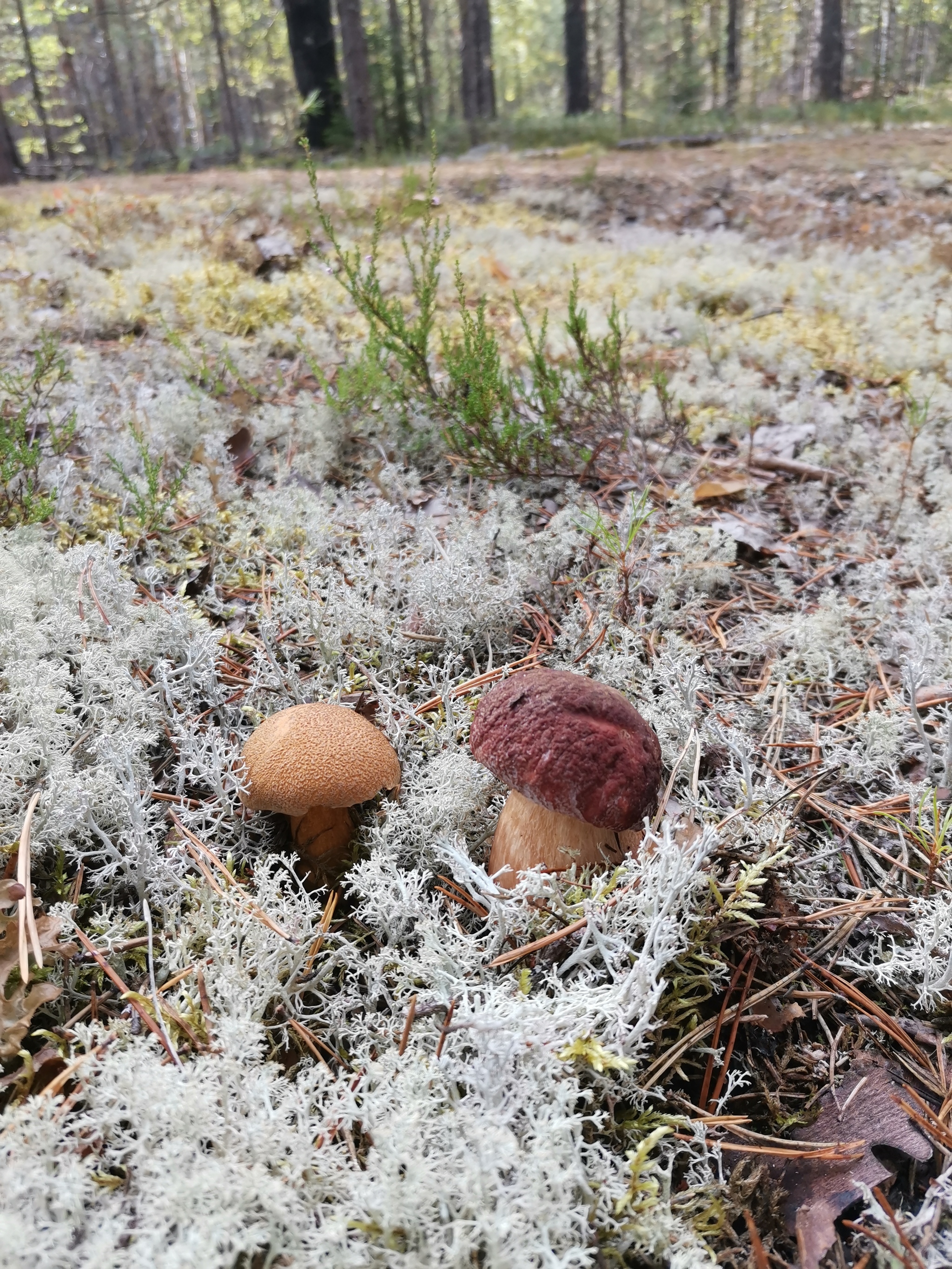 Mushroom autumn 2020 - My, Mushrooms, Autumn, Longpost