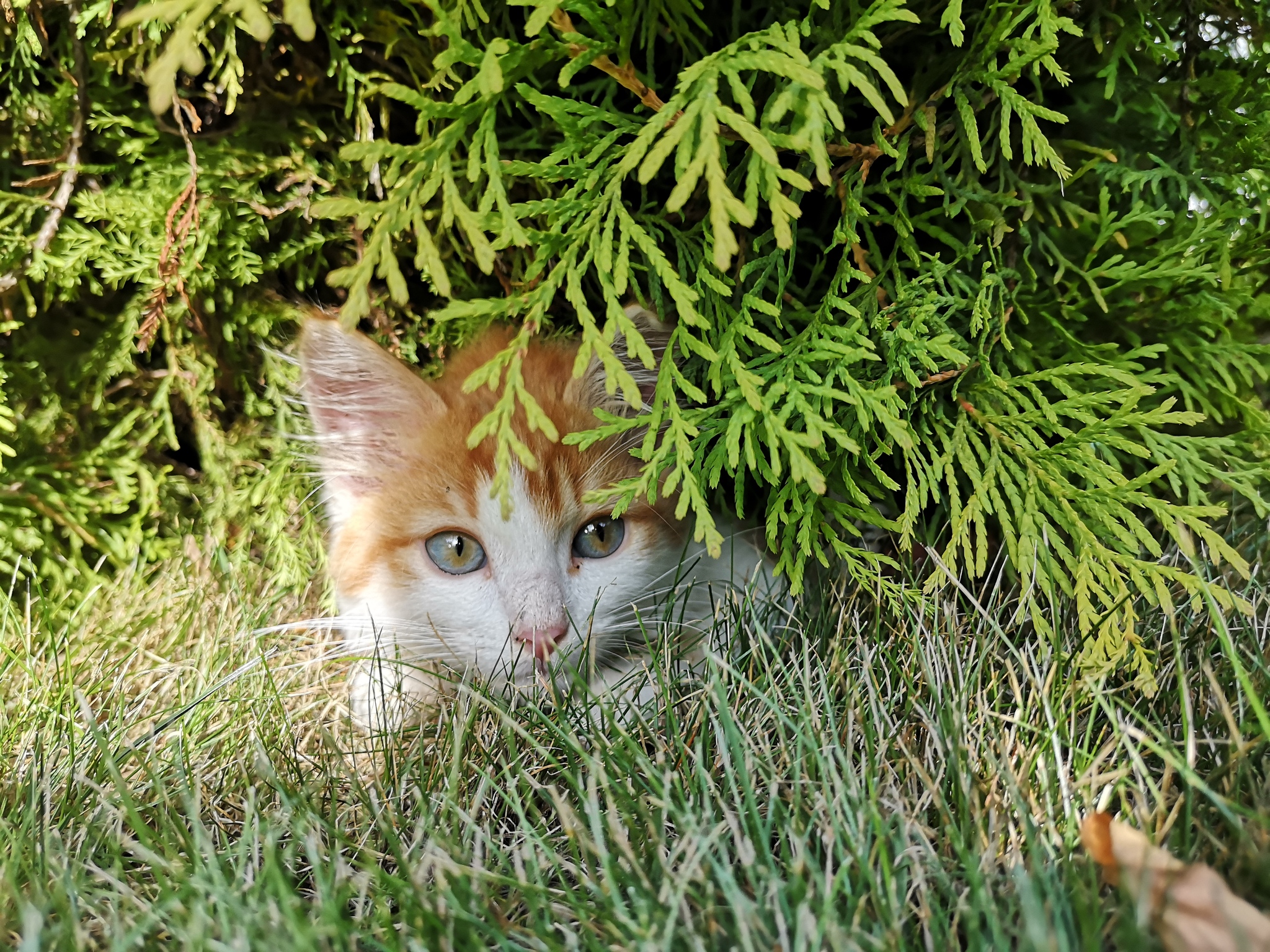 Seals - My, Mobile photography, Huawei P20, Kittens, cat, Longpost