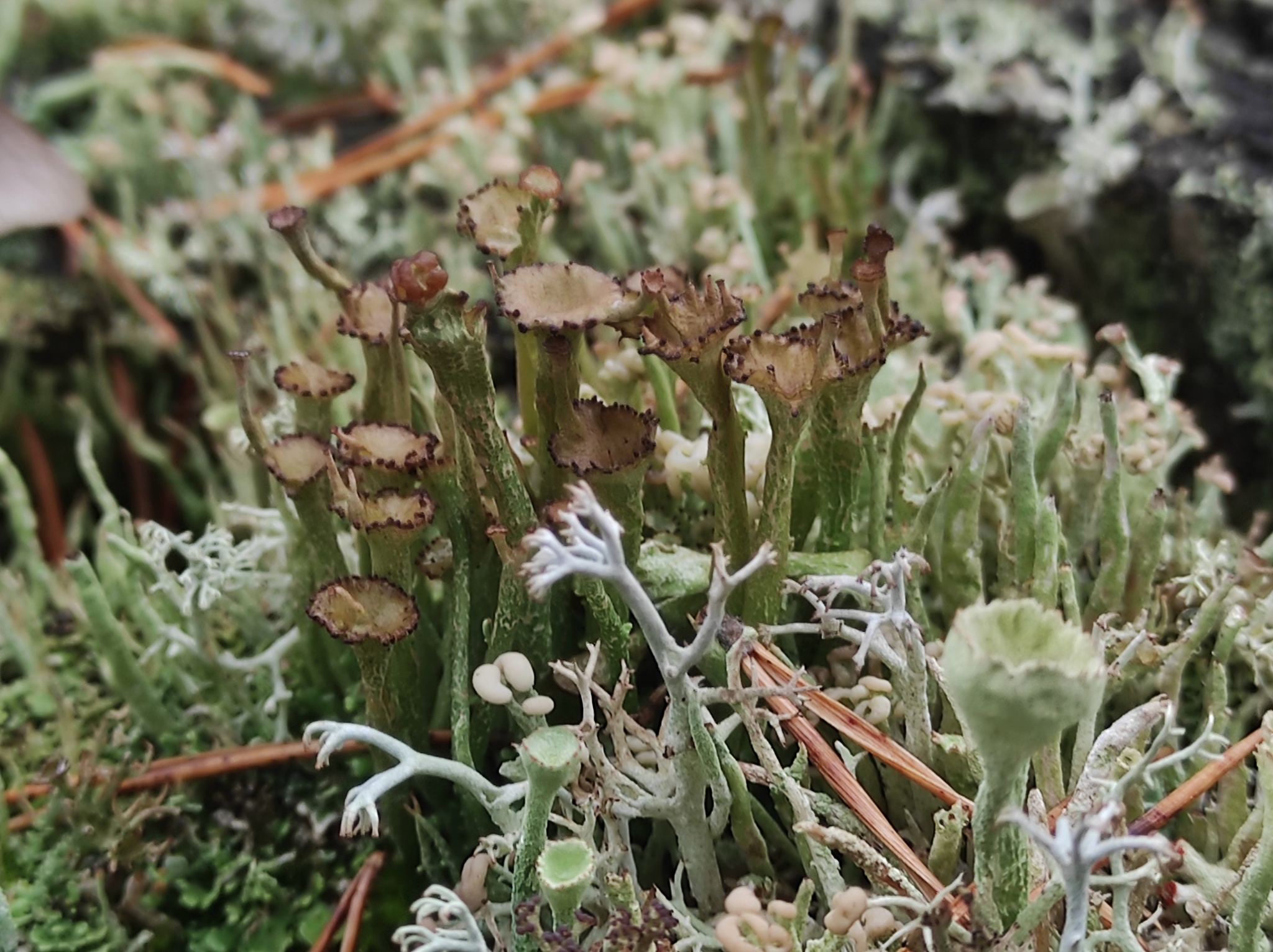 Cladonia - My, Mobile photography, Lichen, Cladonia shapeless, Nature, Longpost