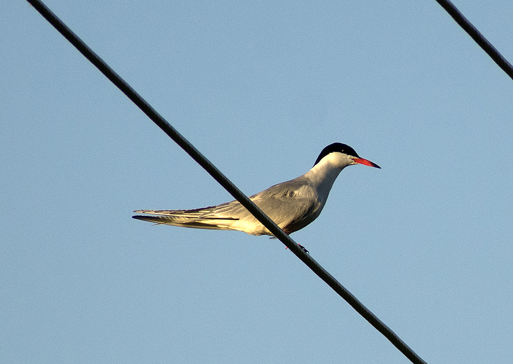 common tern - My, Klyazma, Ornithology, Birds, Nature, Enthusiasm, Hobby, Longpost