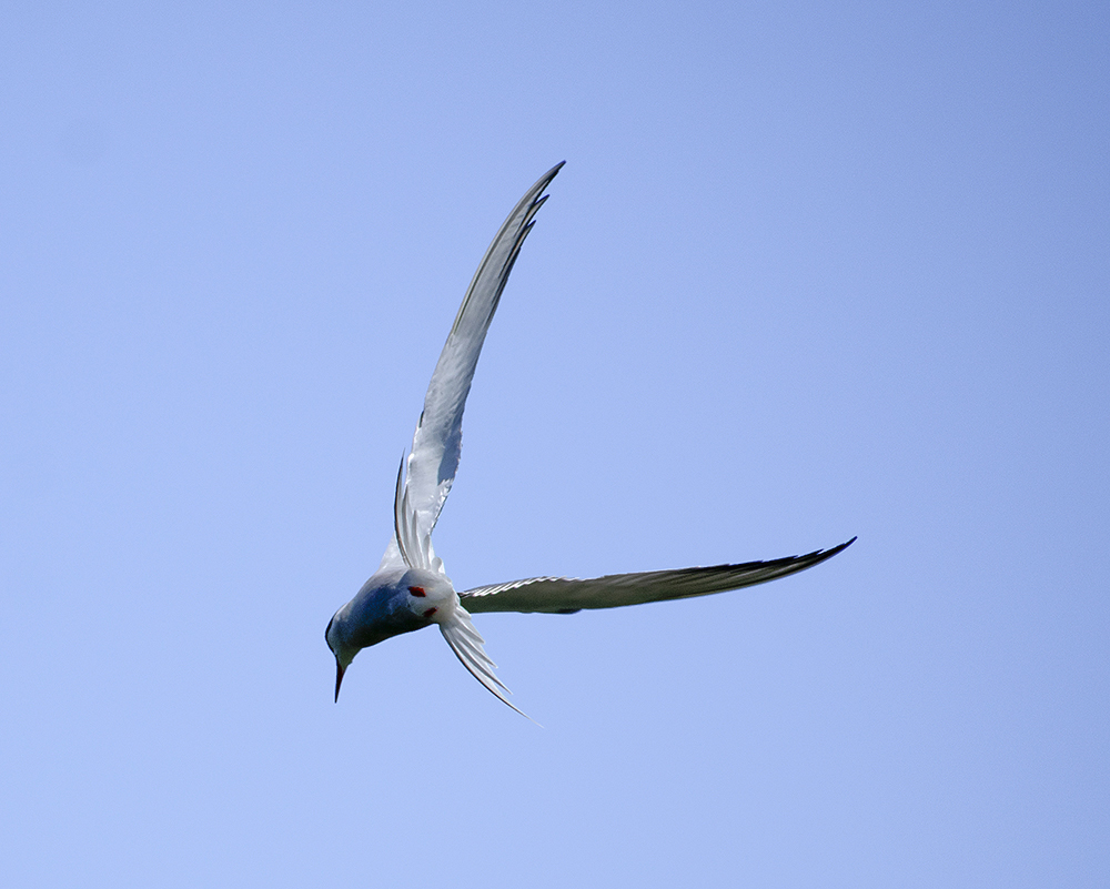 common tern - My, Klyazma, Ornithology, Birds, Nature, Enthusiasm, Hobby, Longpost