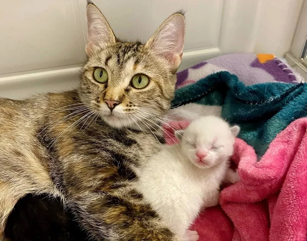 The street cat was very lucky: she was taken from the street and became a happy mother - cat, Kittens, Animal Rescue, Animal defenders, Kindness, Children, Video, Longpost