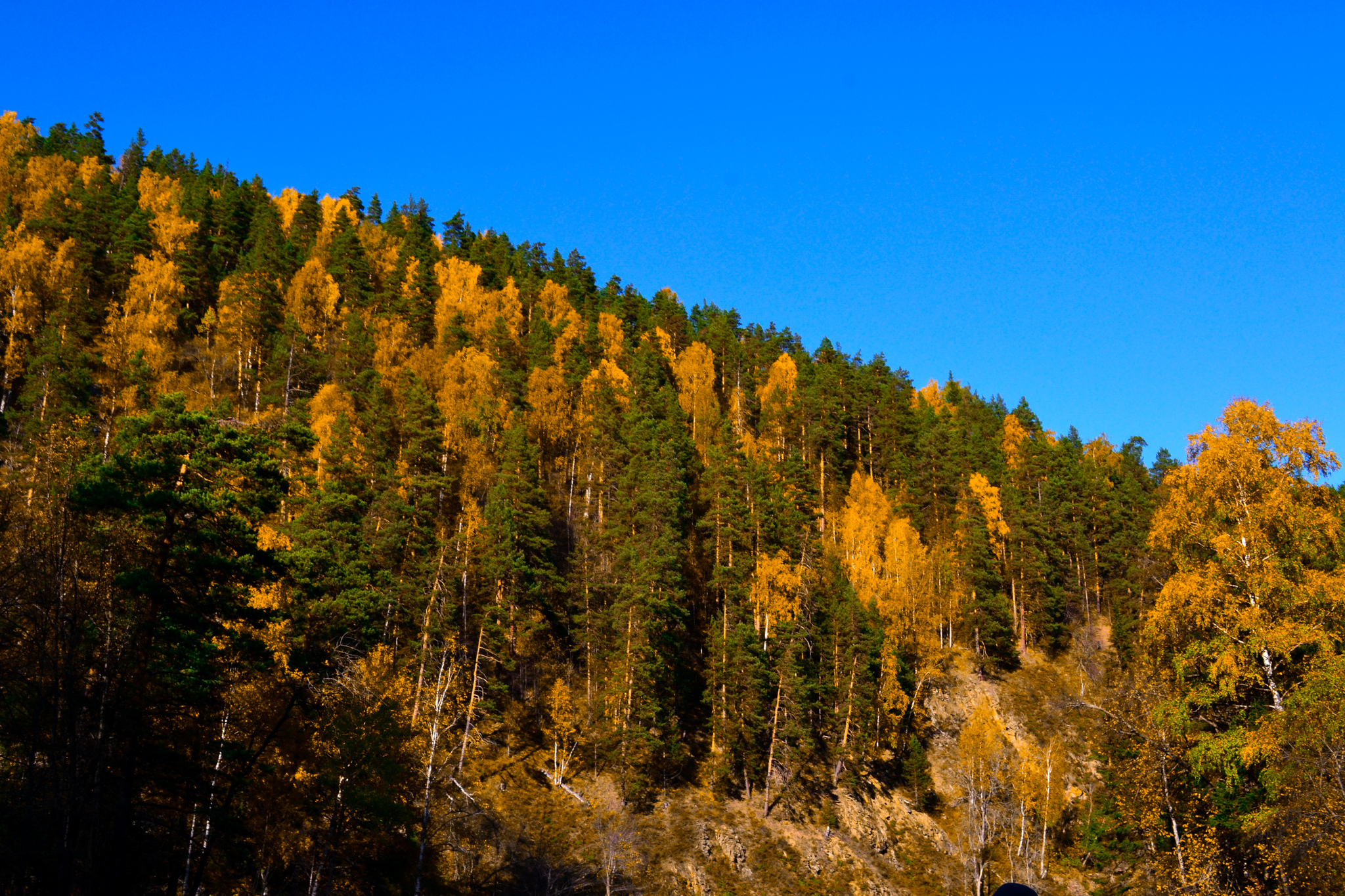 A little more autumn atmosphere - My, Autumn, A train, Orange, Longpost, Birch, Autumn leaves, Nature