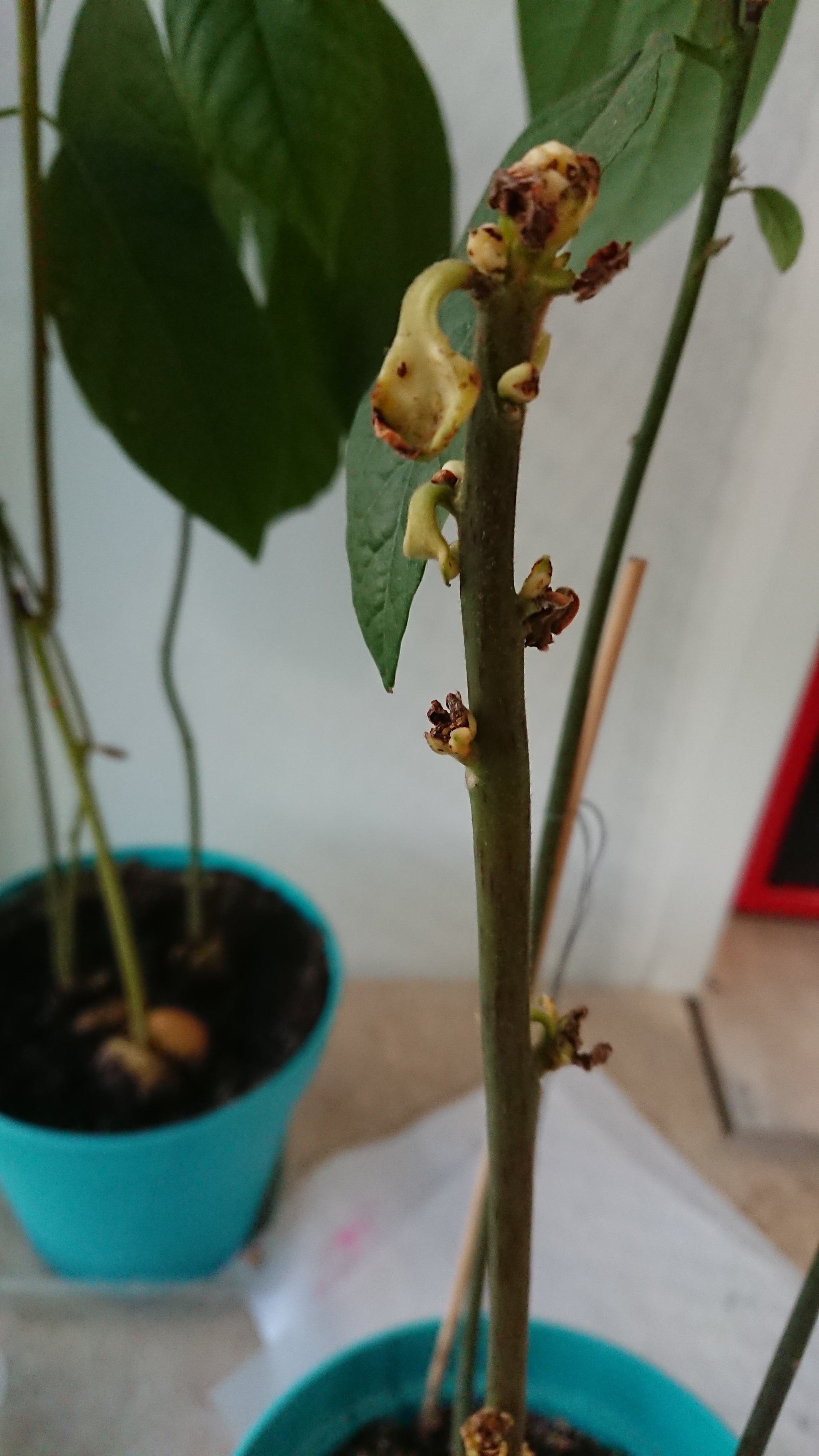 What kind of avocado? - My, Avocado, The bone sprouted, Plants, Houseplants, What's this?, Longpost