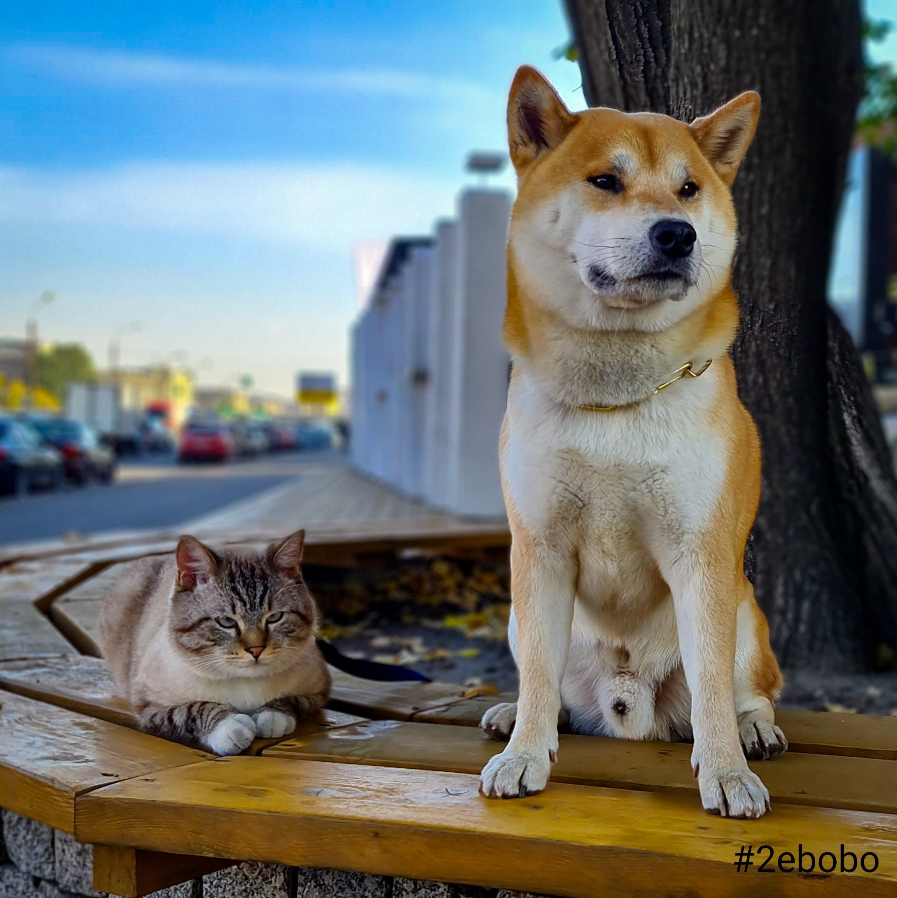 Pair of normal - My, cat, Dog, The photo, Shiba Inu, Longpost, Cats and dogs together