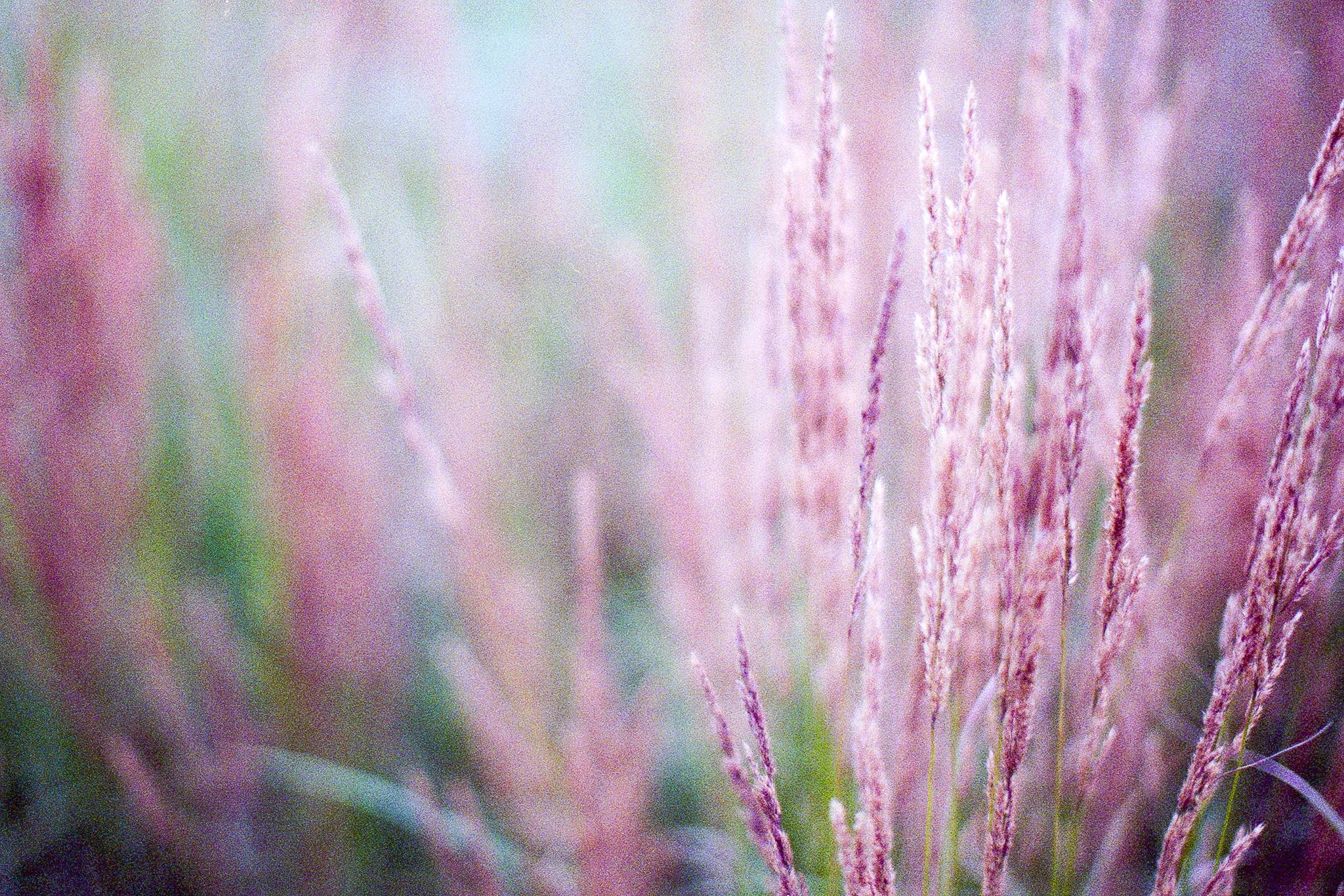 Несколько кадров с последних пленок - Моё, Пленка, Черно-белое, Фотография, Canon, Санкт-Петербург, Длиннопост