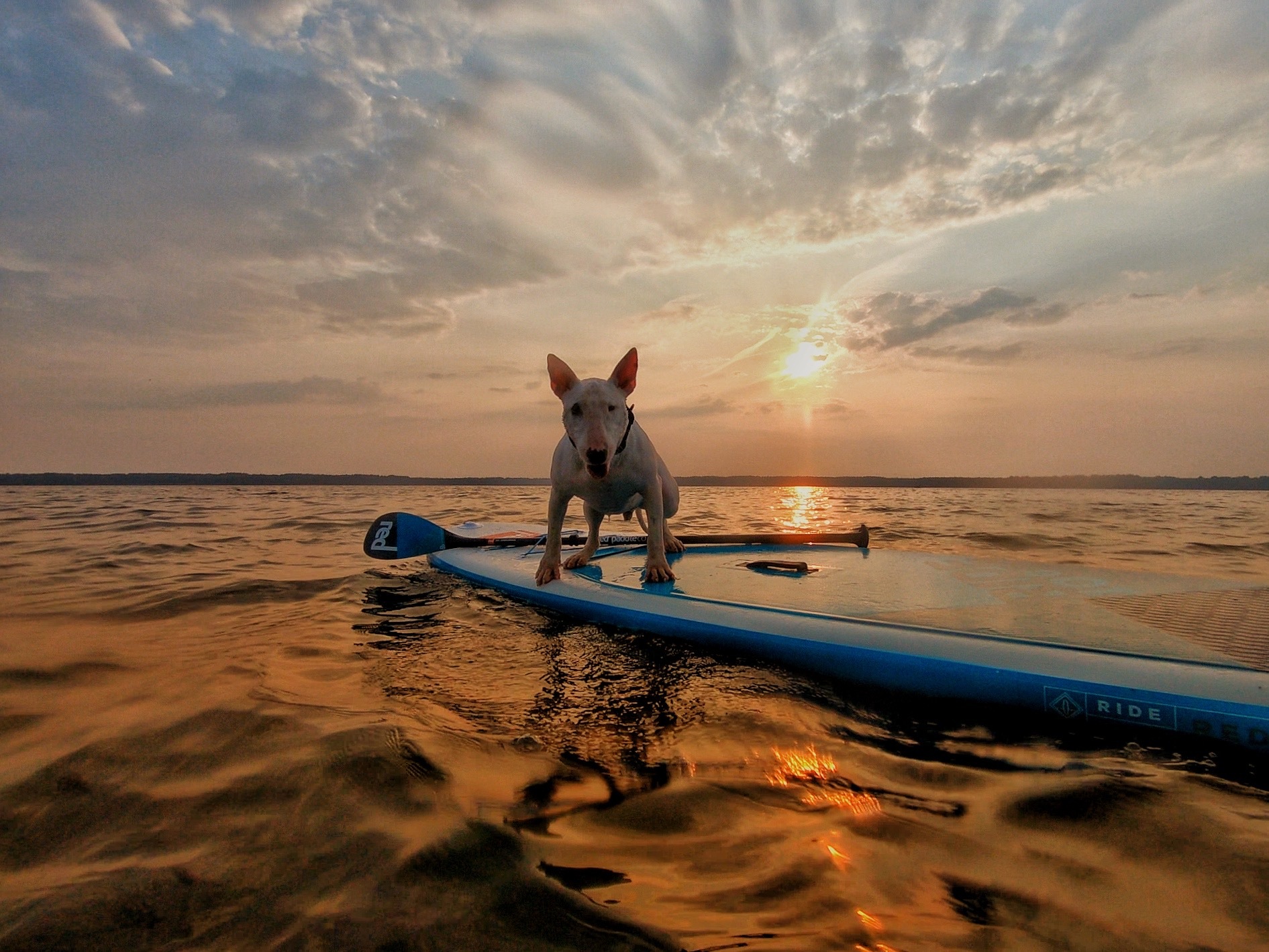 Bull Terrier Wanderer and Ugly Epilepsy - My, Travels, Dog, Bull terrier, Longpost, Epilepsy