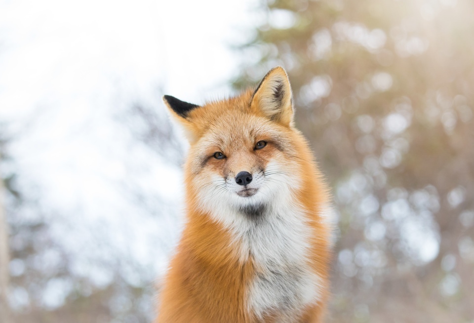 Red-haired beauty - Fox, Animals, Wild animals, The photo, beauty