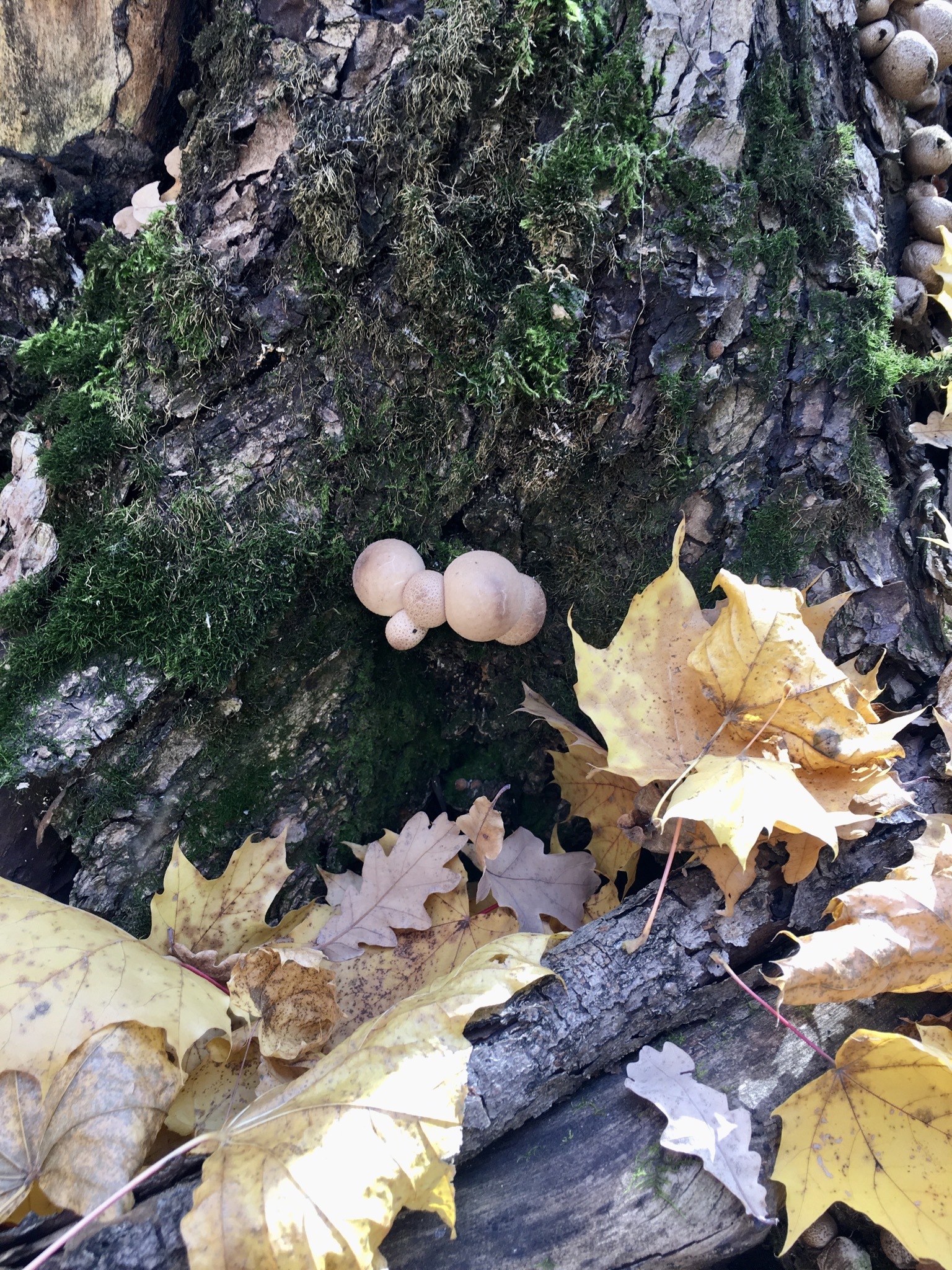 For mushrooms - My, Mushrooms, Ufa, Autumn, Longpost, Autumn leaves