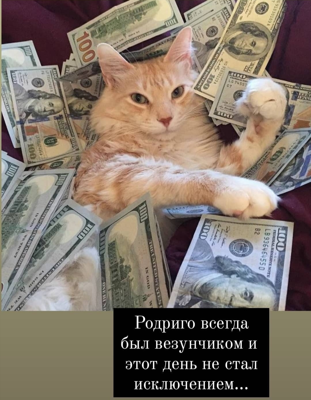 Кошка с деньгами. Денежный кот. Кот купается в деньгах. Кот с денежкой.