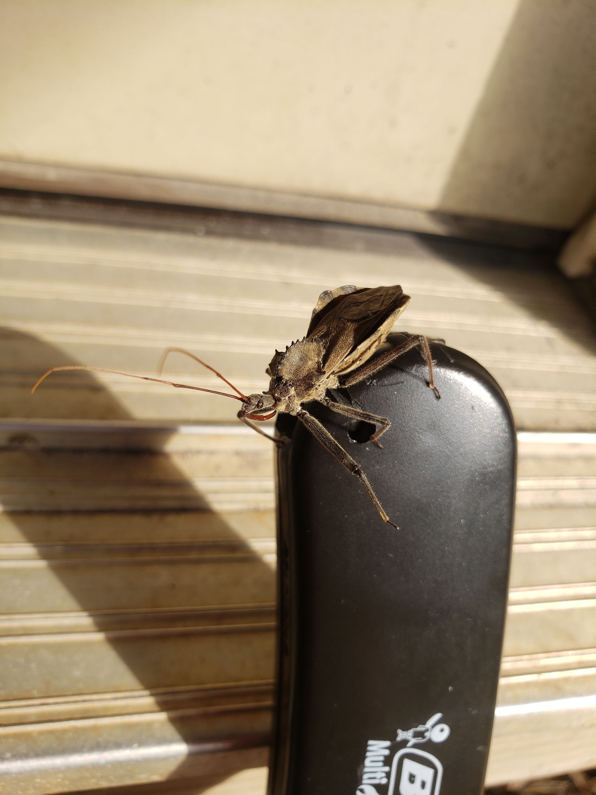 Help identify the animal - My, Nature, Longpost, Curiosity, Insects