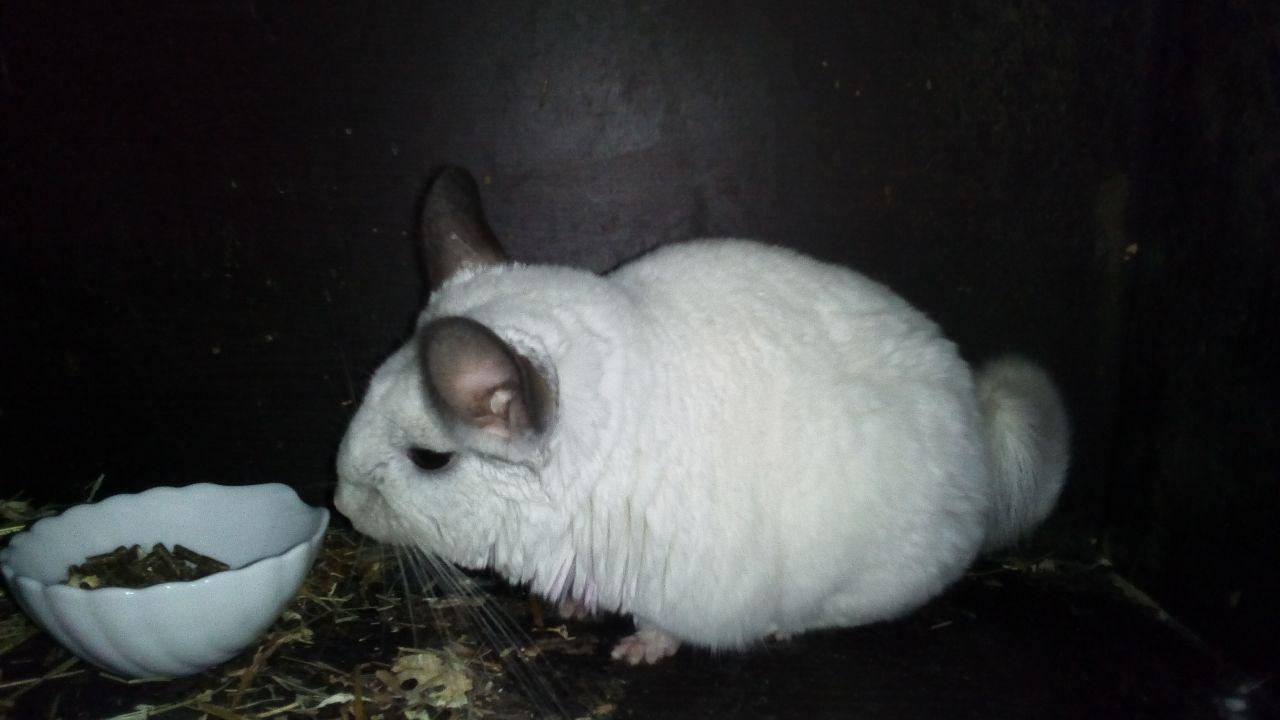 Chinchilla in good paws) - My, Chinchilla, In good hands, I will give, No rating, Text, Mat