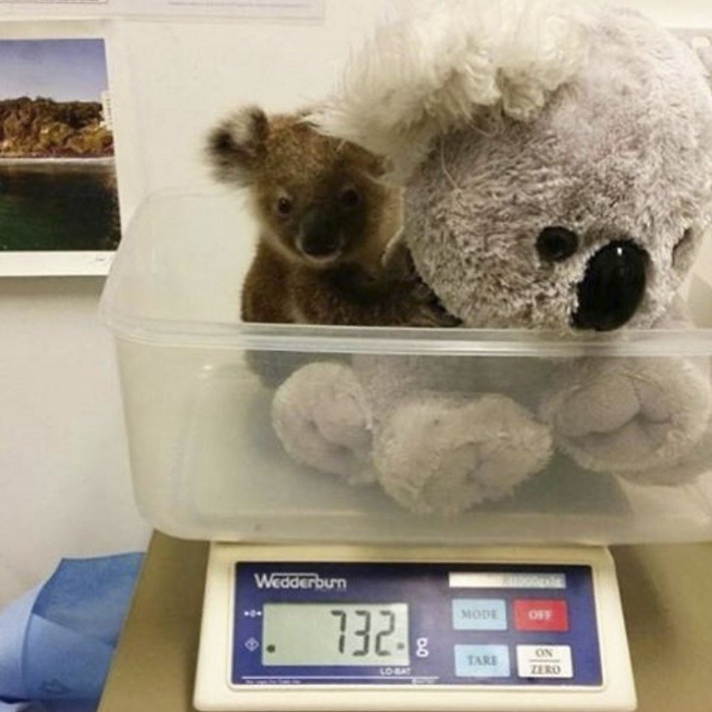 Weighing animals is a very responsible task. - Animals, Weighing, Milota, Longpost, cat, hippopotamus, Bald eagle, Seal, Bat, Red panda, Koala