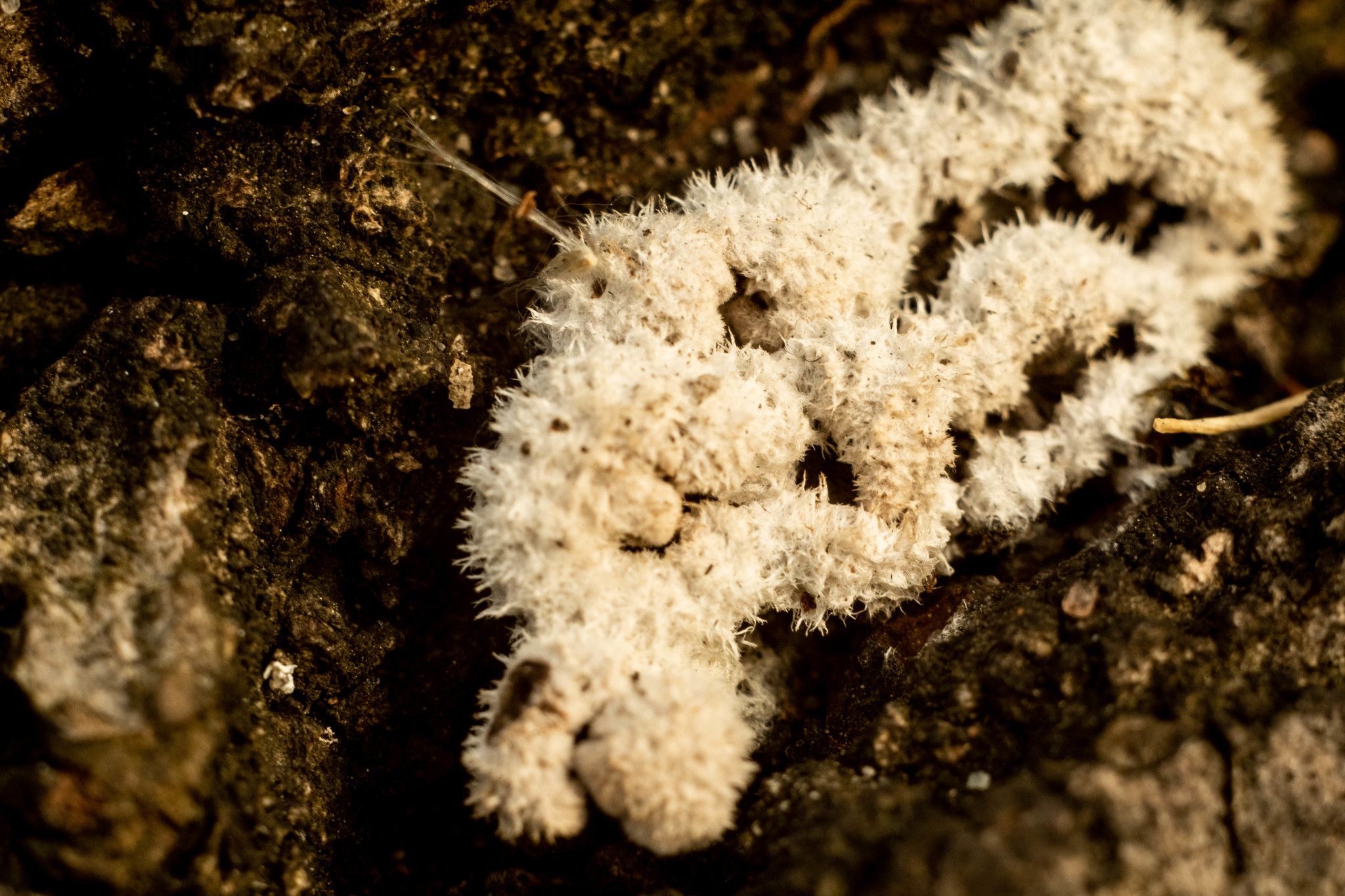 Photo hunting in Izmailovo Park - My, The photo, Macro photography, Longpost