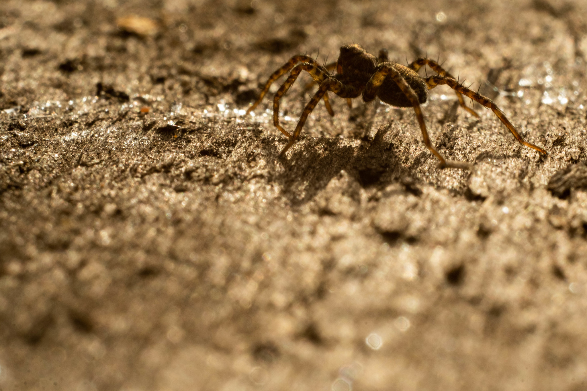 Photo hunting in Izmailovo Park - My, The photo, Macro photography, Longpost