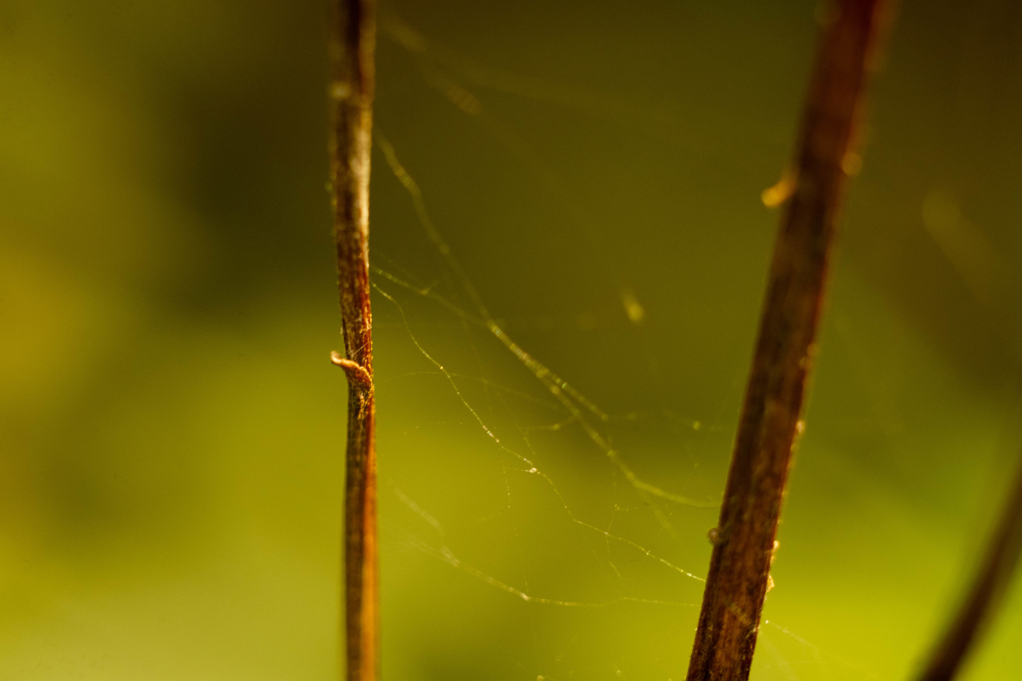 Photo hunting in Izmailovo Park - My, The photo, Macro photography, Longpost