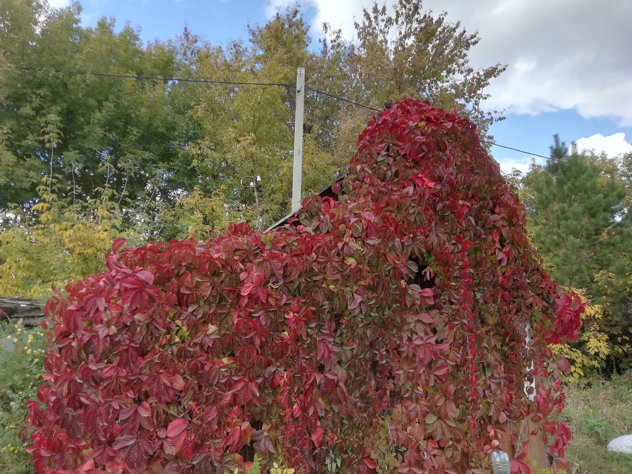 Colors of autumn. Maiden grapes - My, Autumn, Dacha