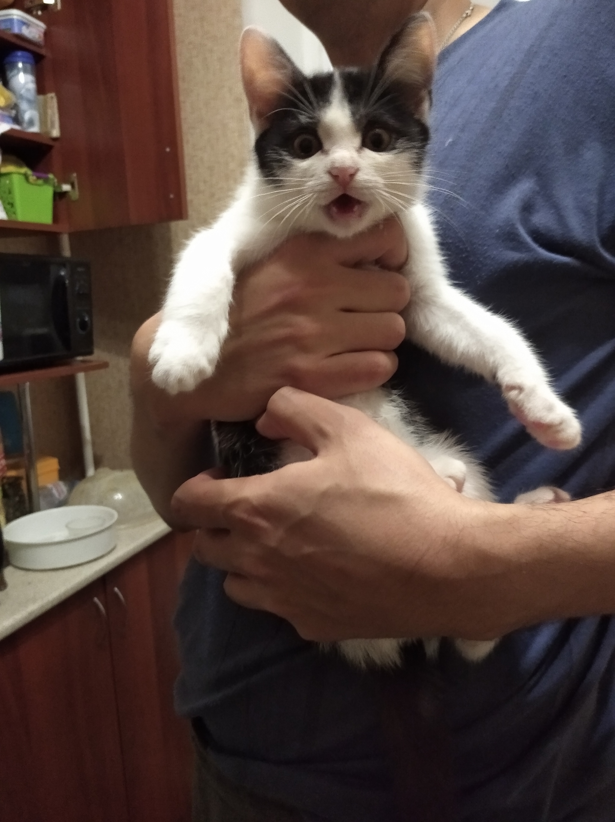 Felix the cat is looking for his 3rd luck. He wants to go home! Chelyabinsk - cat, Chelyabinsk, Kittens, In good hands, Help, Pet, Pets, Homeless animals, Longpost, No rating