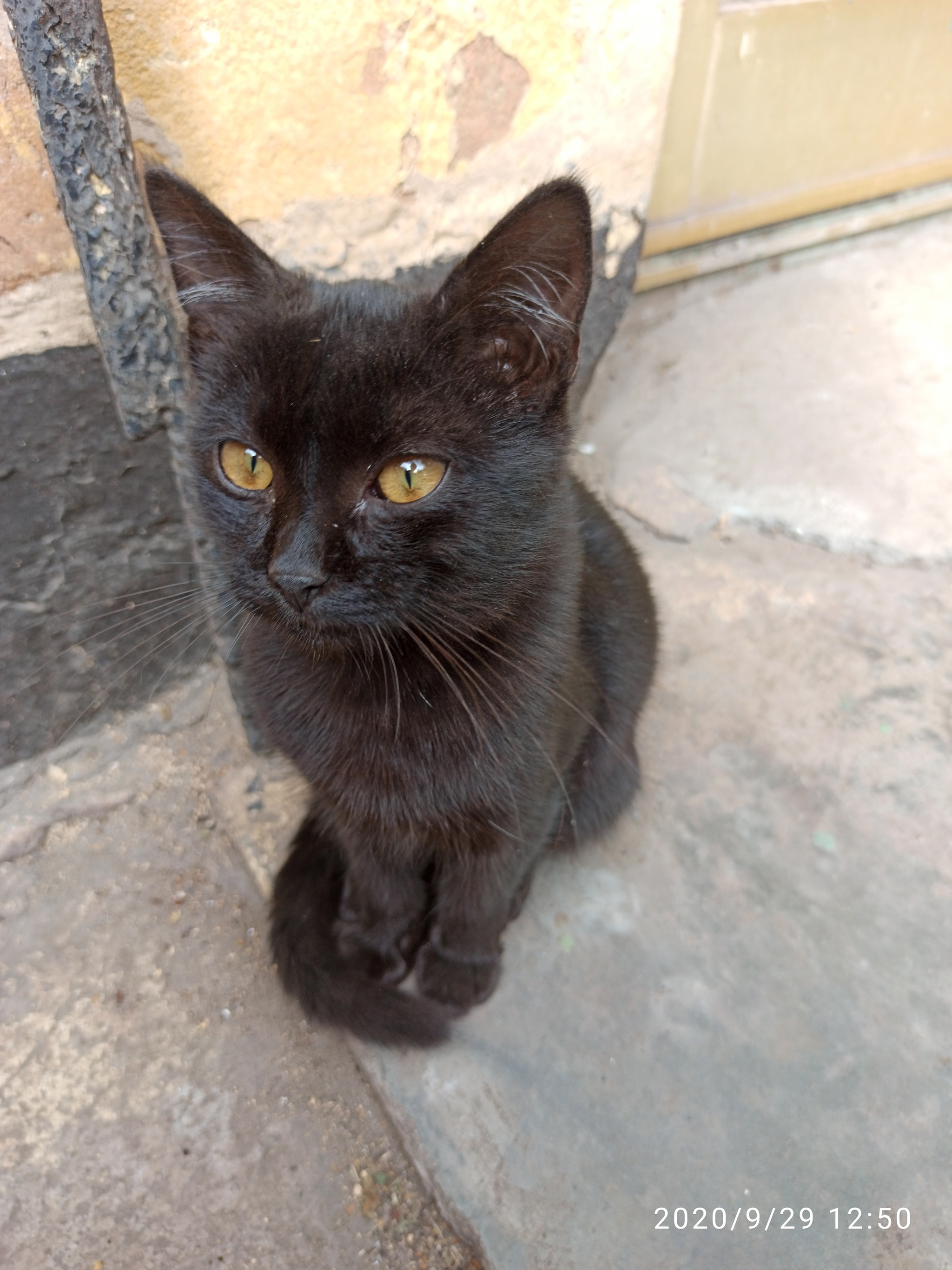 Black Kote - cat, Kittens, Milota, Longpost, Black cat