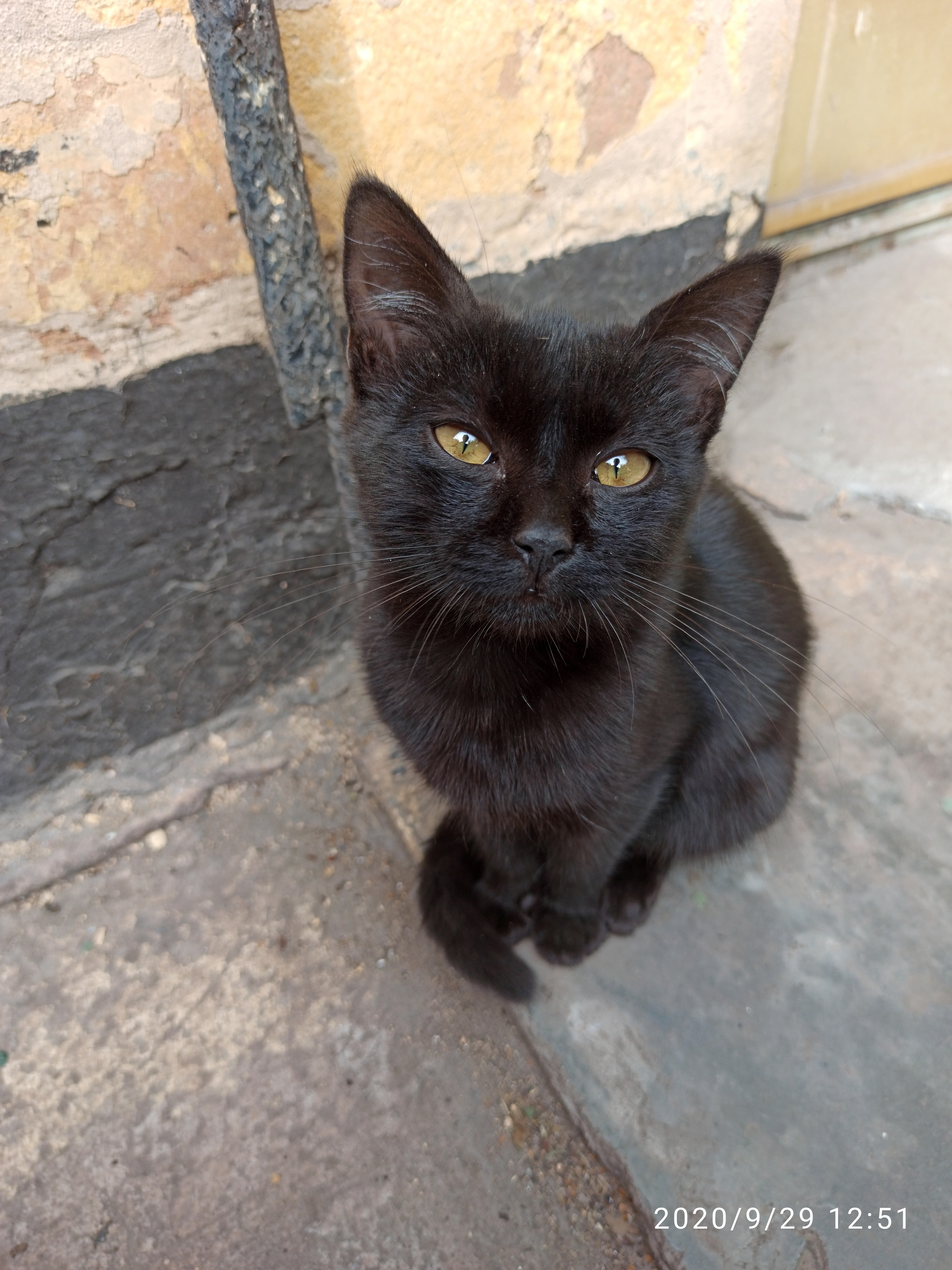 Black Kote - cat, Kittens, Milota, Longpost, Black cat