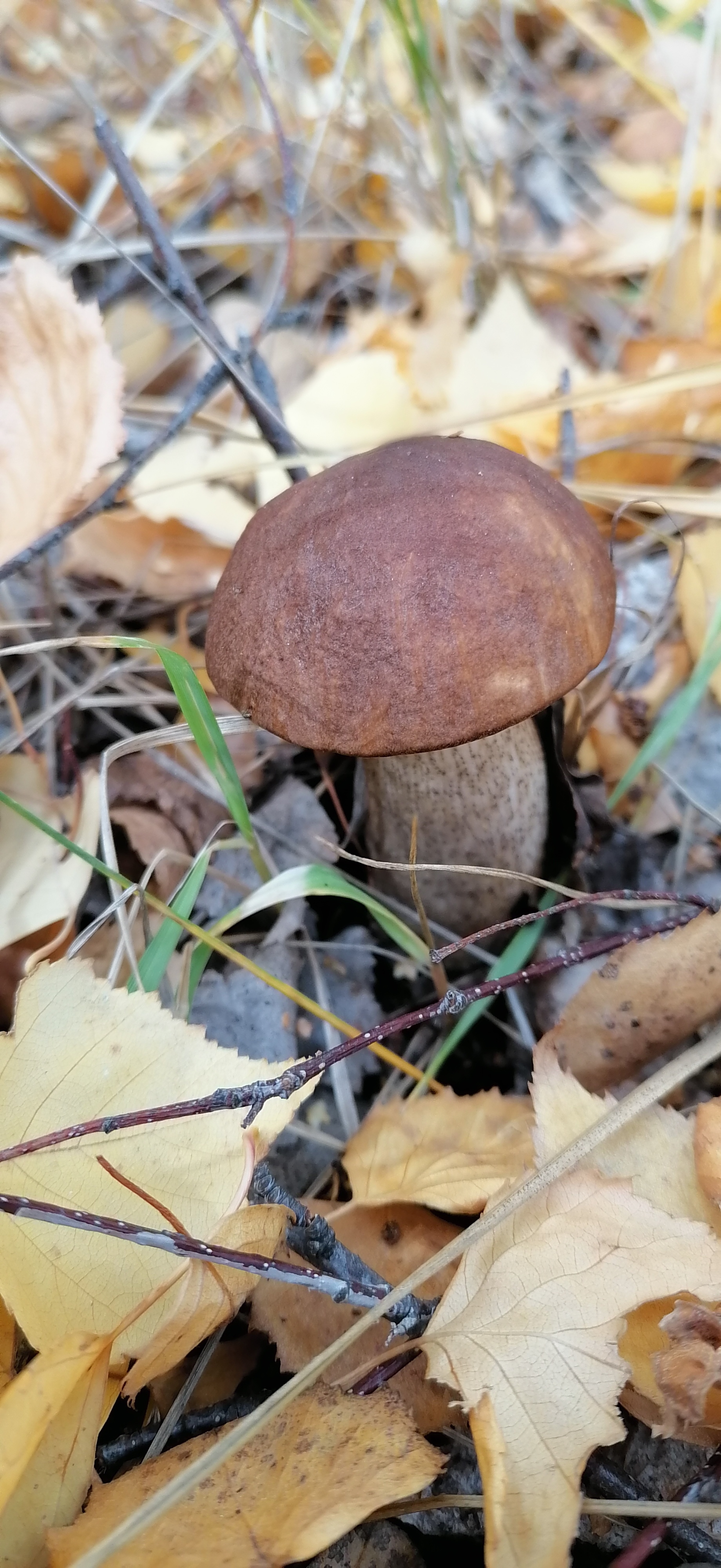 Autumn - time for fun - My, Mushrooms, Boletus, Autumn, Mushroom season, mushroom places, Mushroom pickers, Nso, Barabinsk, Nature, Longpost