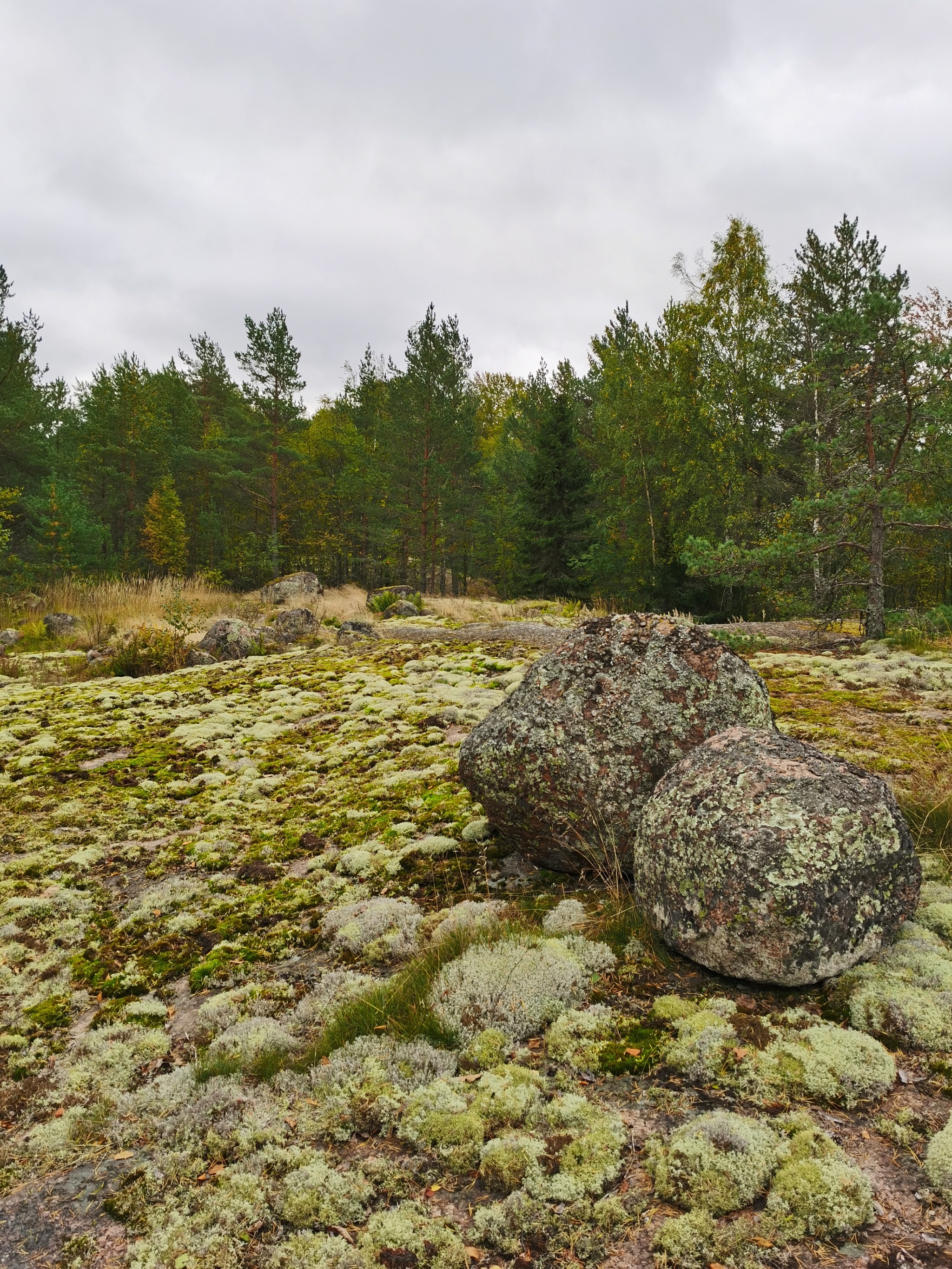 Gustoy Island. The Gulf of Finland - My, Mobile photography, Leningrad region, The Gulf of Finland, Island, Autumn, Landscape, Russia, Longpost, Nature