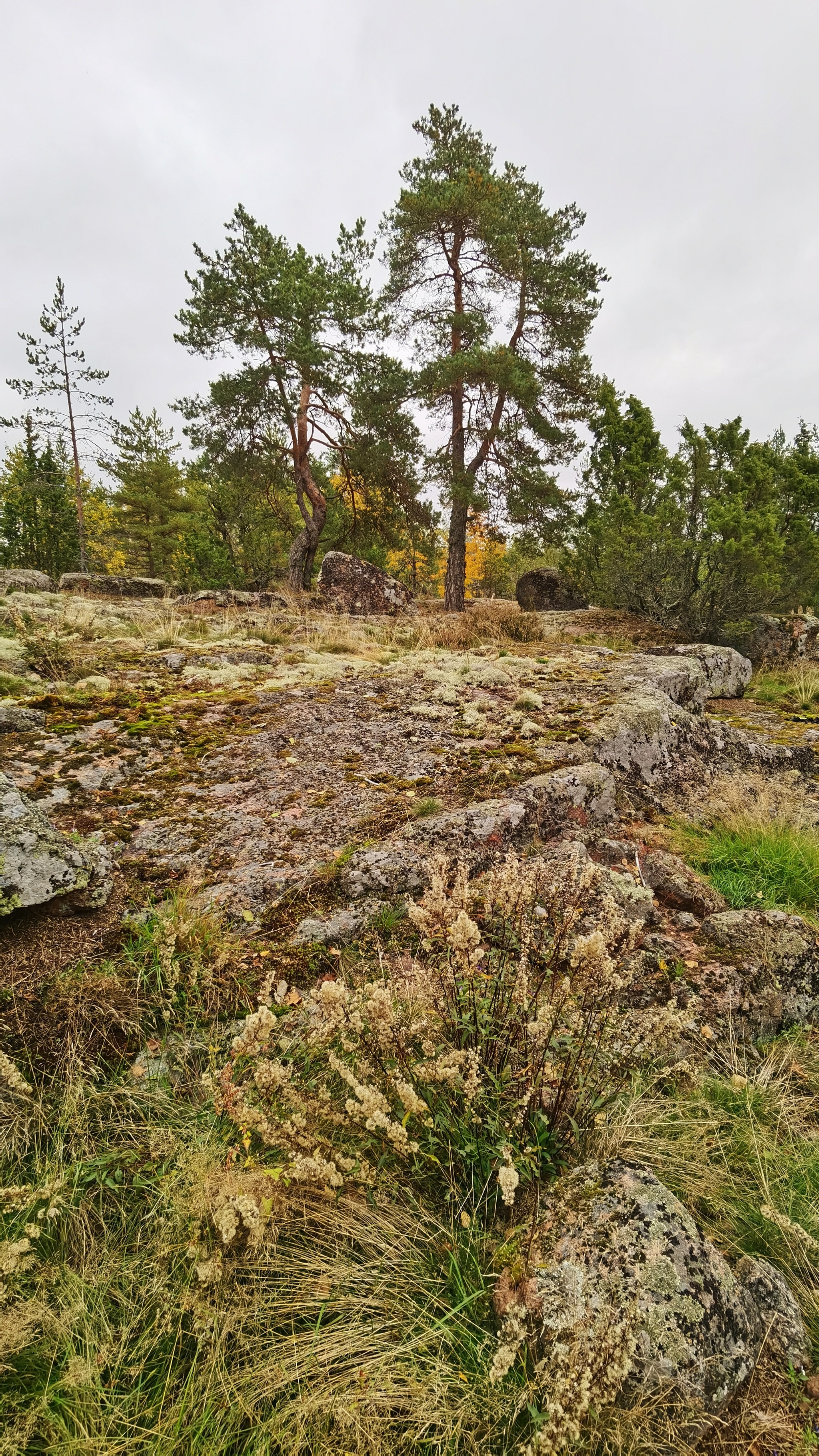 Gustoy Island. The Gulf of Finland - My, Mobile photography, Leningrad region, The Gulf of Finland, Island, Autumn, Landscape, Russia, Longpost, Nature