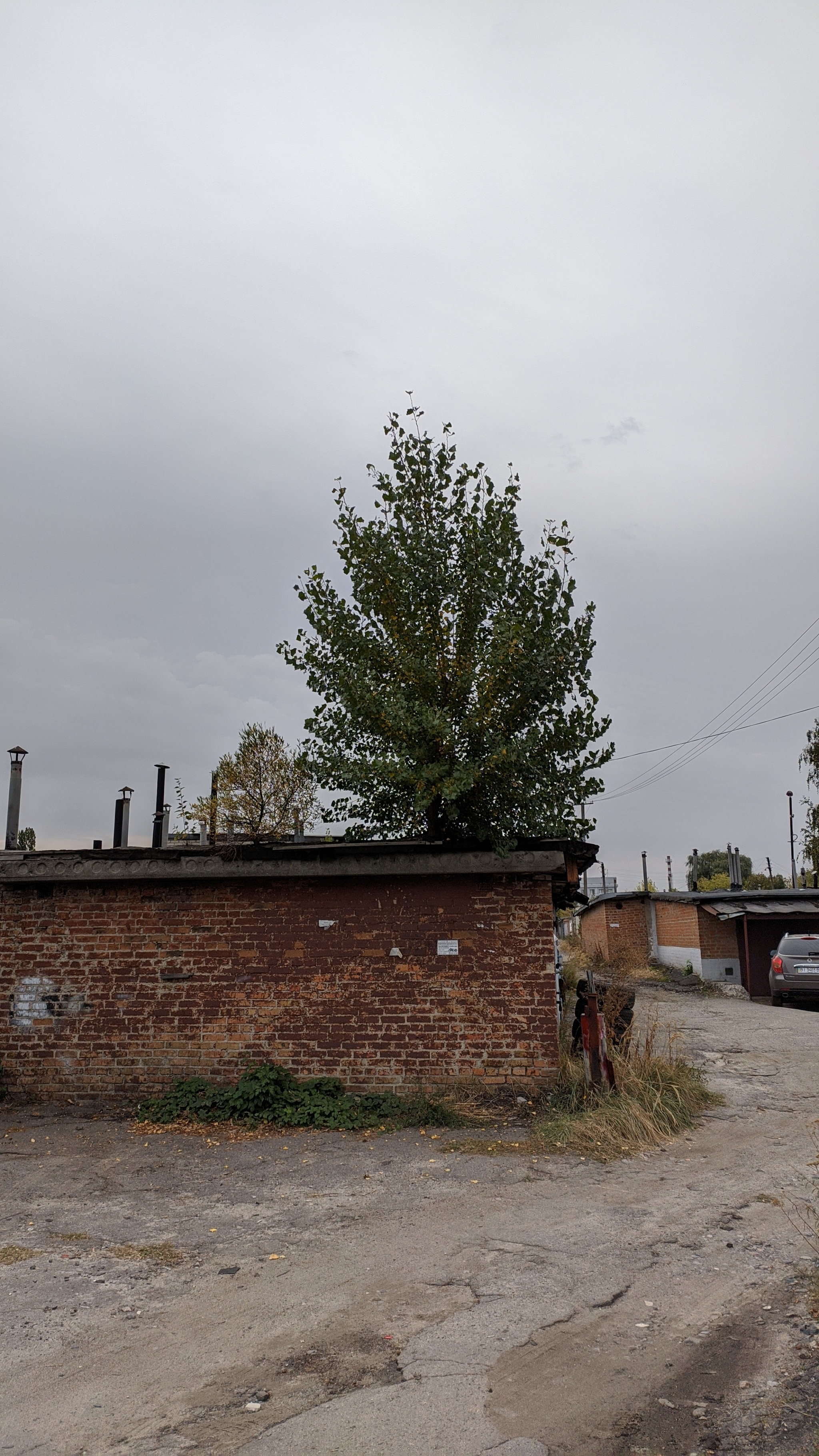 Thirst for life - My, A life, Tree, Garage, Longpost