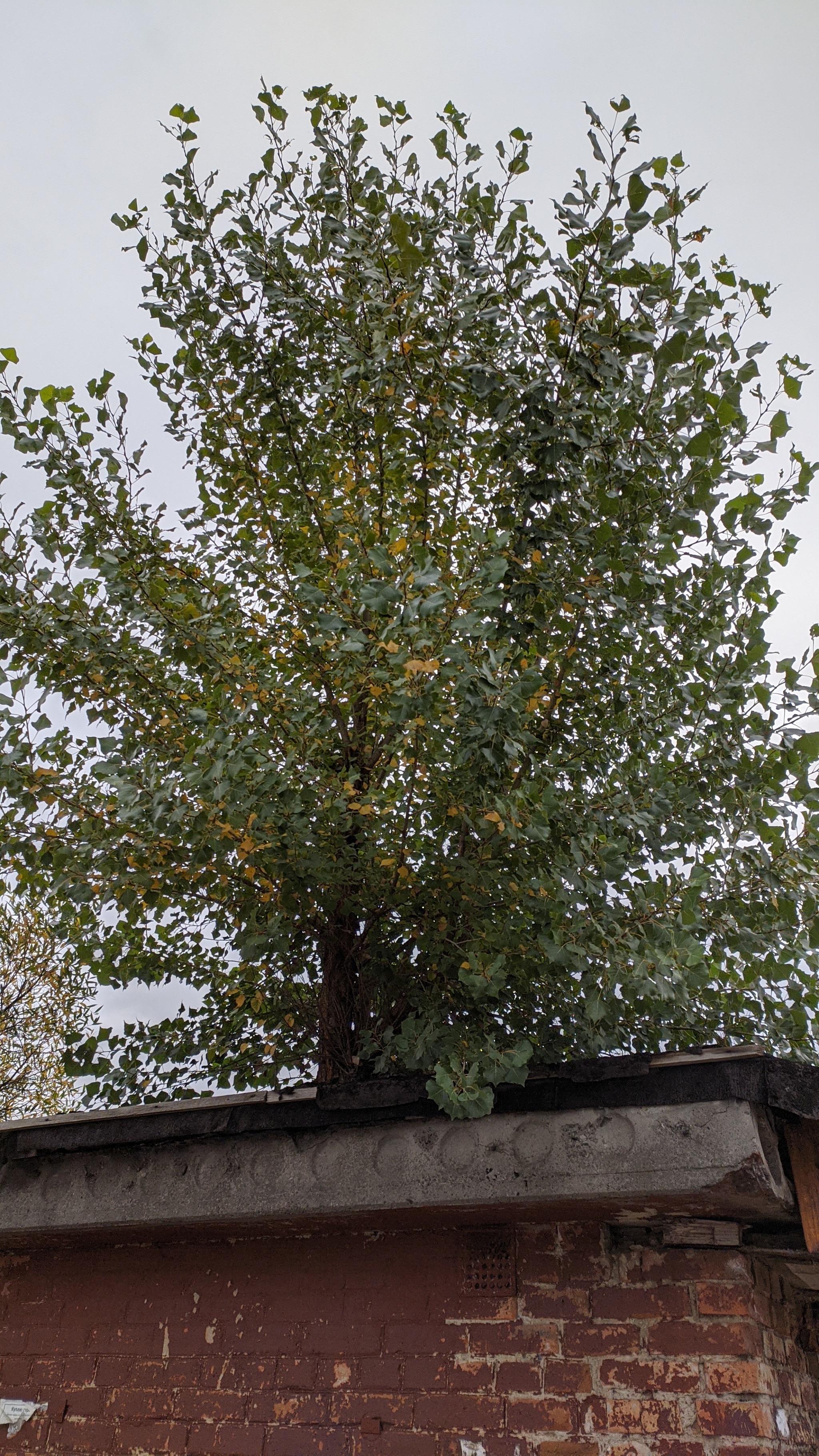 Thirst for life - My, A life, Tree, Garage, Longpost