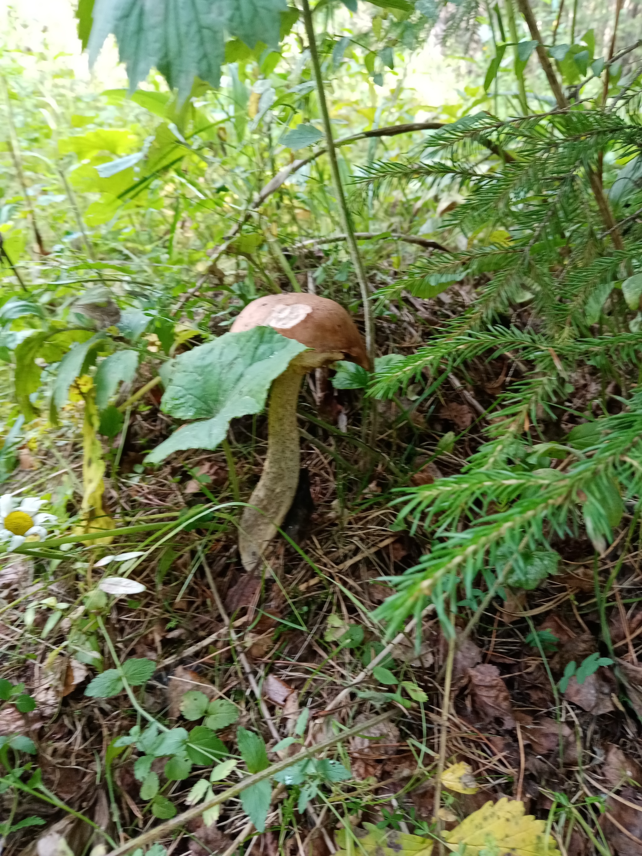 Summer hunt - Mushrooms, Silent hunt, Longpost