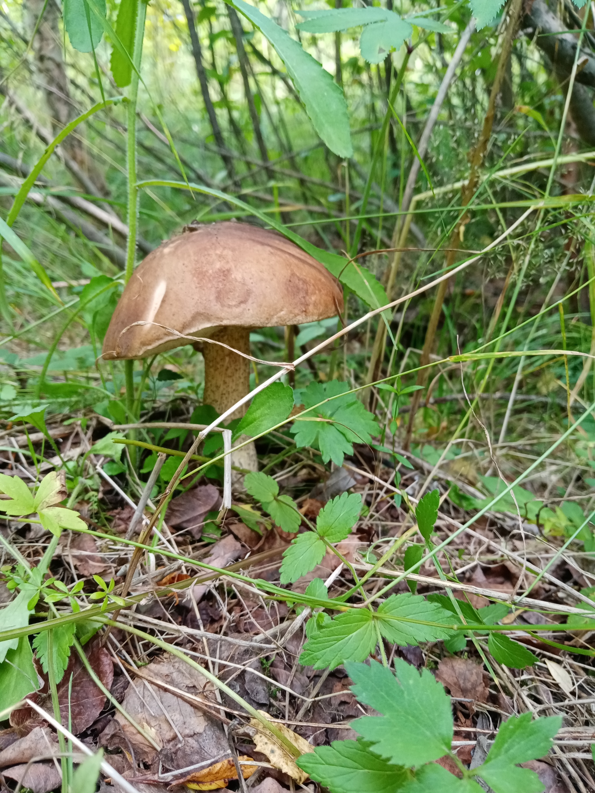 Summer hunt - Mushrooms, Silent hunt, Longpost