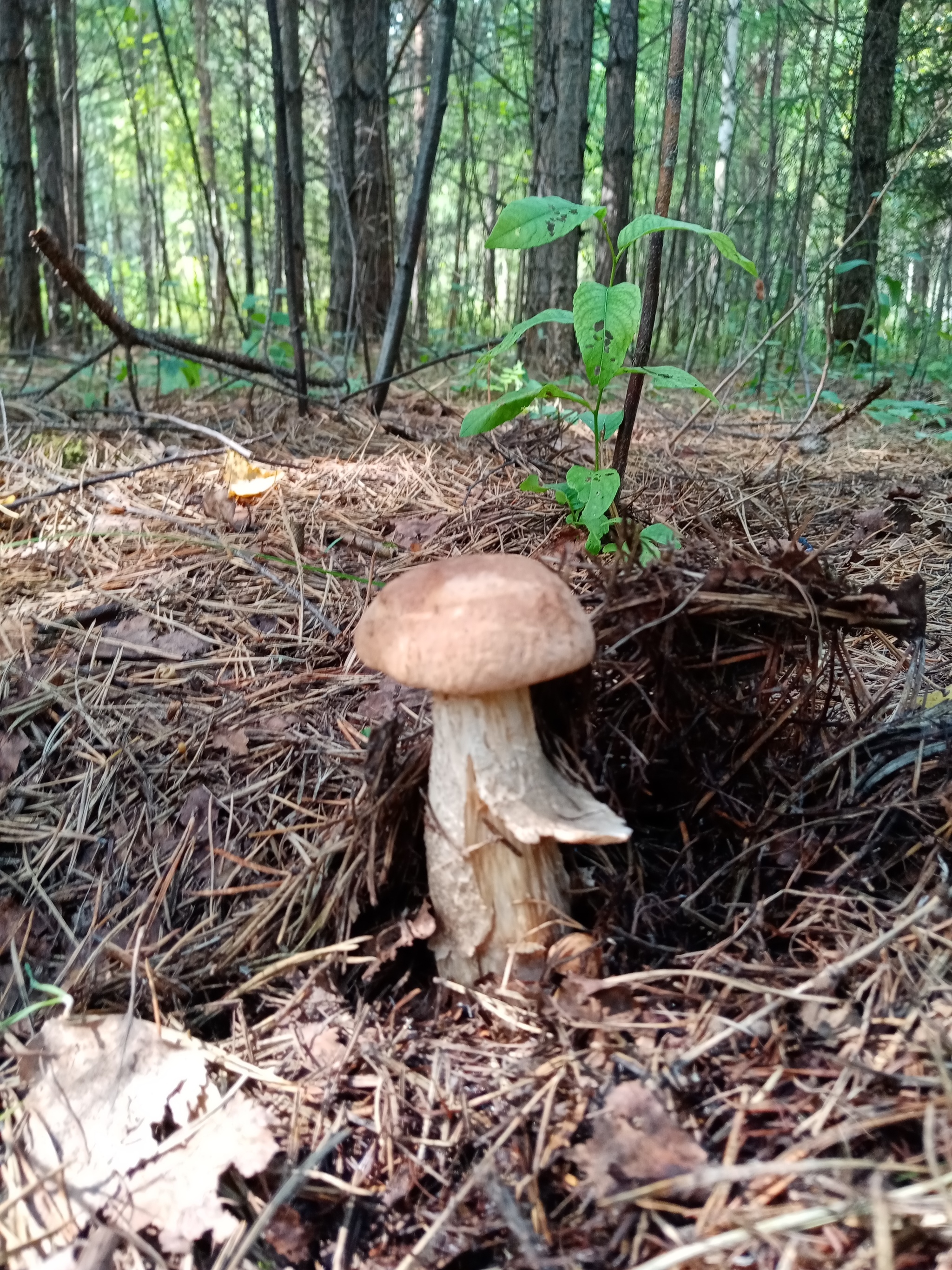 Summer hunt - Mushrooms, Silent hunt, Longpost