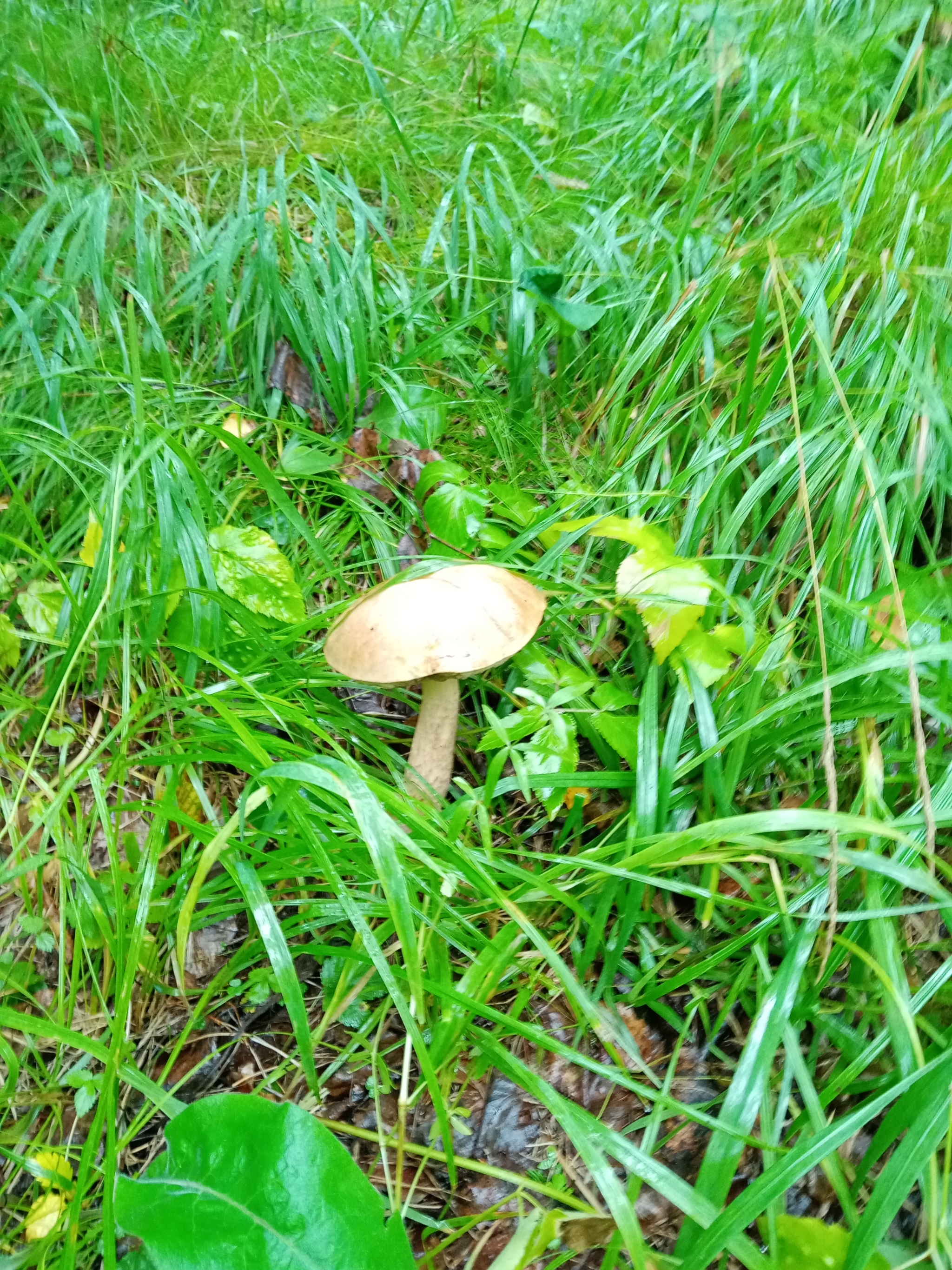 Summer hunt - Mushrooms, Silent hunt, Longpost