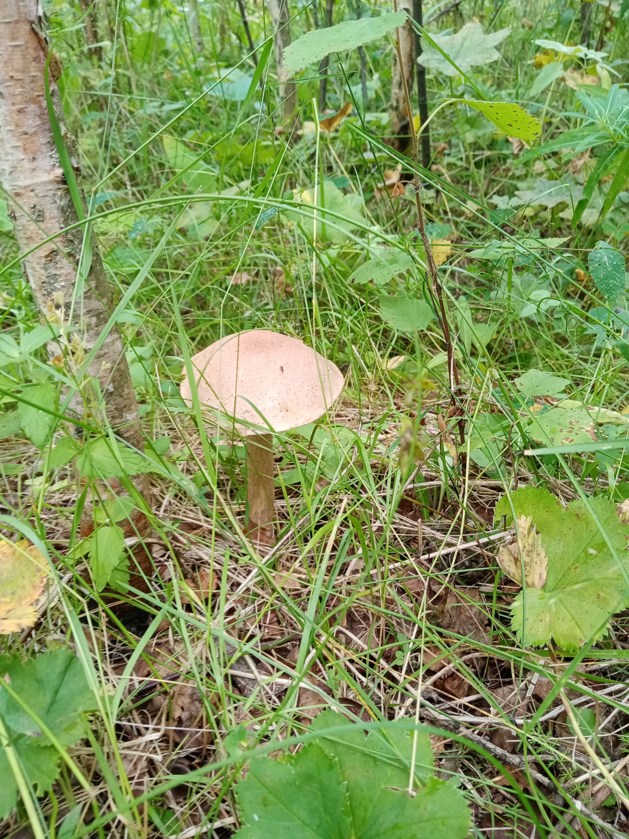 Summer hunt - Mushrooms, Silent hunt, Longpost