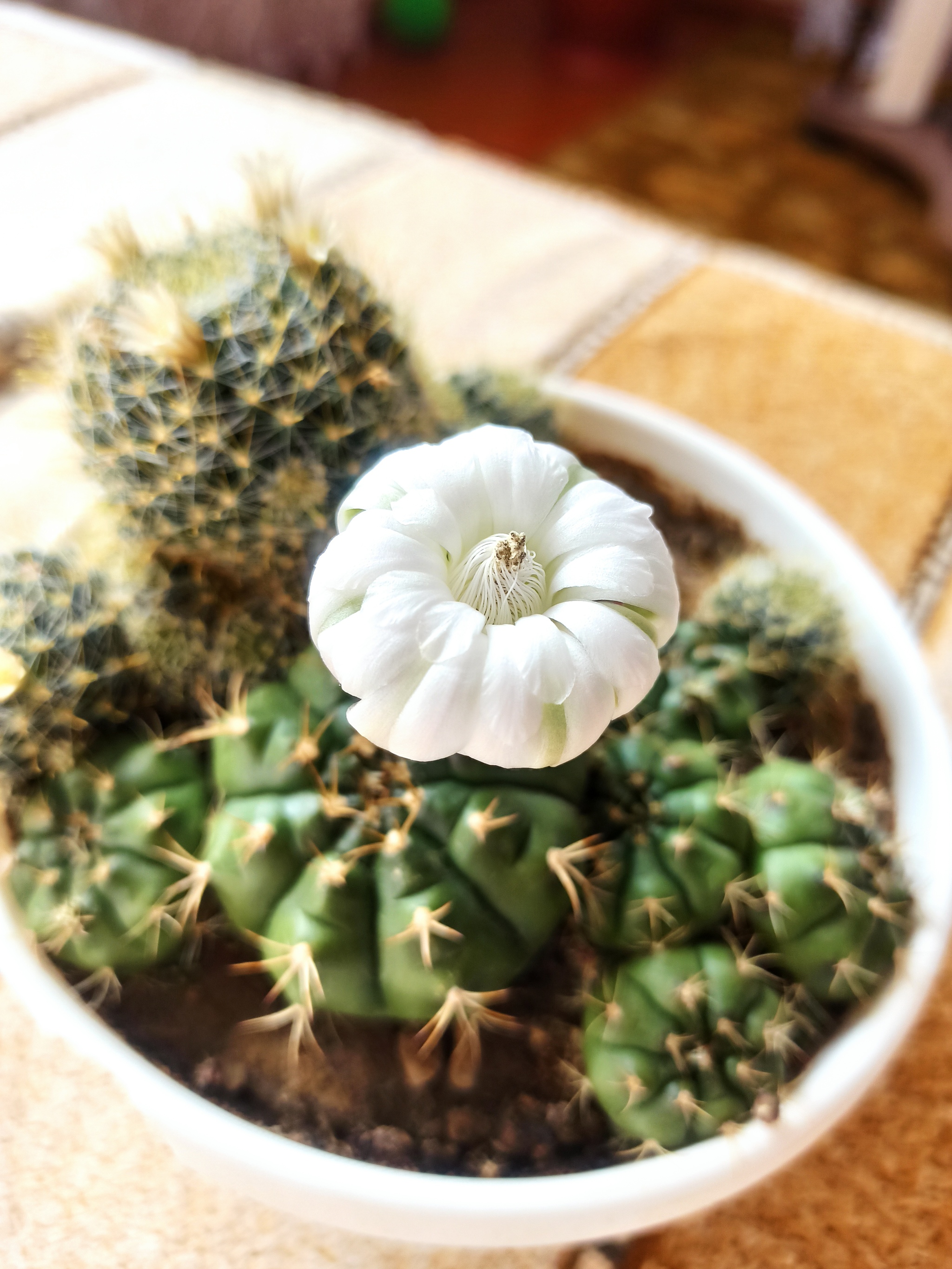 Blooming cacti - My, Blooming cacti, Succulents, Bloom, Longpost, Cactus