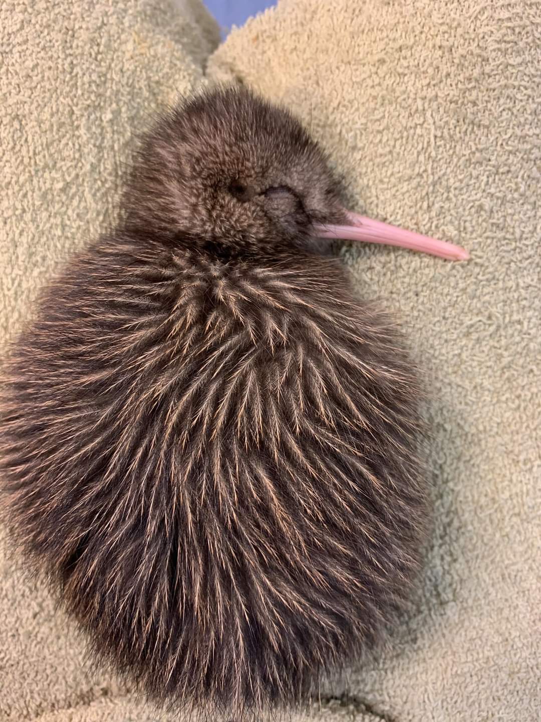 Kiwi bird 8 days old - The photo, Birds, Kiwi, Animals, Kiwi bird