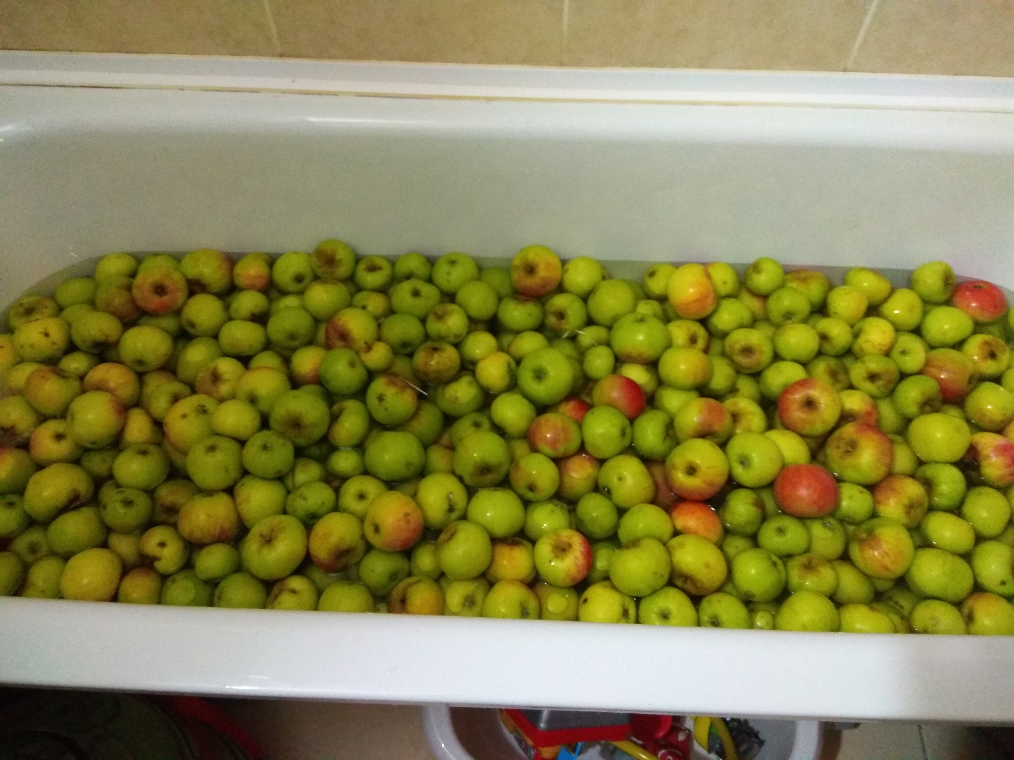 How I make apple wine and cider. Start - My, Winemaking, Cider, Wine, Cider, Longpost, Video