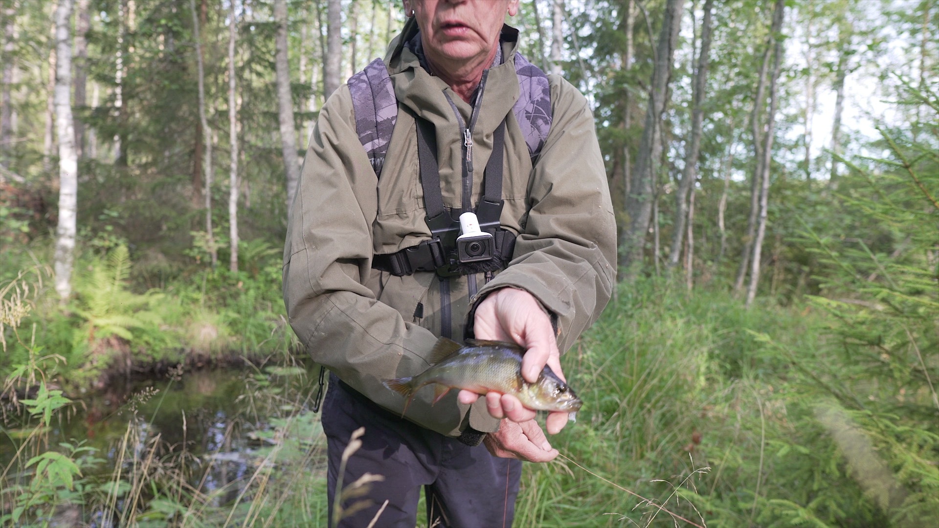 Swampy micro-stream filled with perch. Black perches in the pits - My, Fishing, Perch, Autumn, Nature, Spinning, Video, Longpost