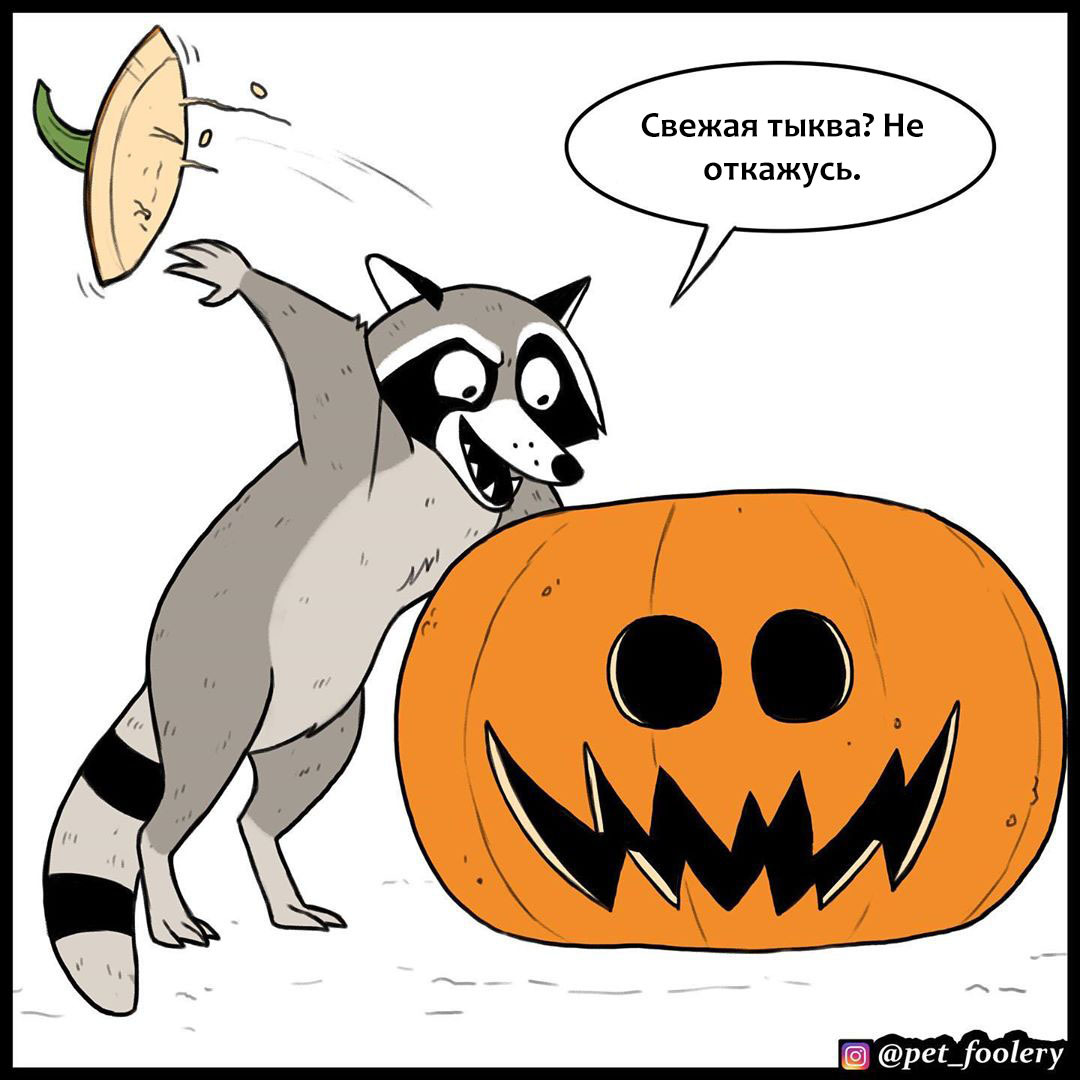 Live pumpkin - Comics, Animals, Humor, Longpost, Pumpkin, Brutus and Pixie, Pet foolery