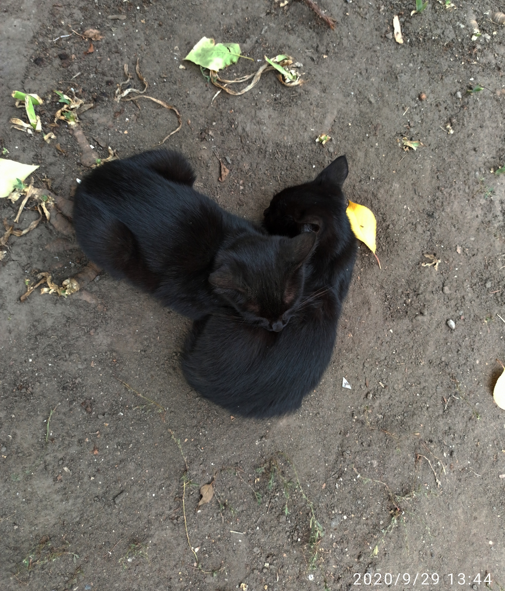 Black Kote - cat, Kittens, Milota, Longpost, Black cat