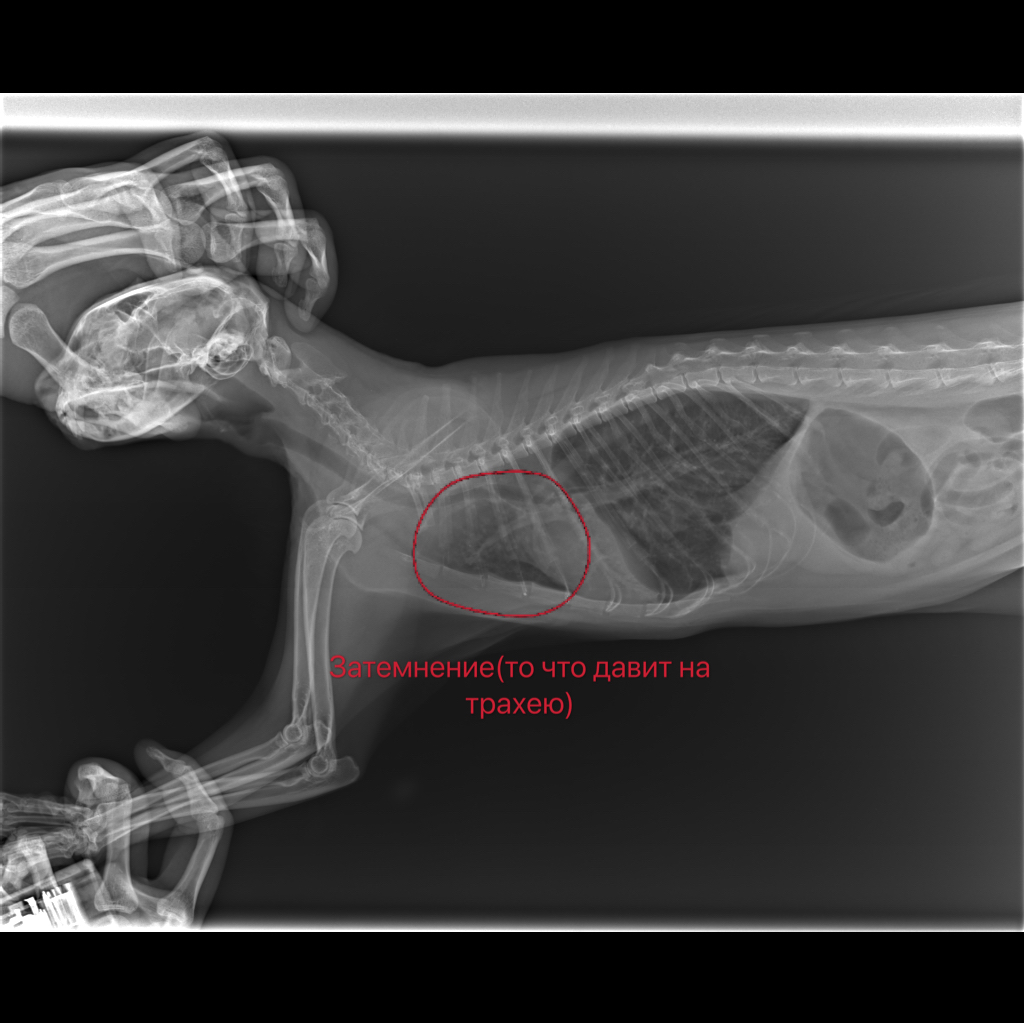 У кота астма, сдавлена трахея. Кто сталкивался с похожим, подскажите |  Пикабу