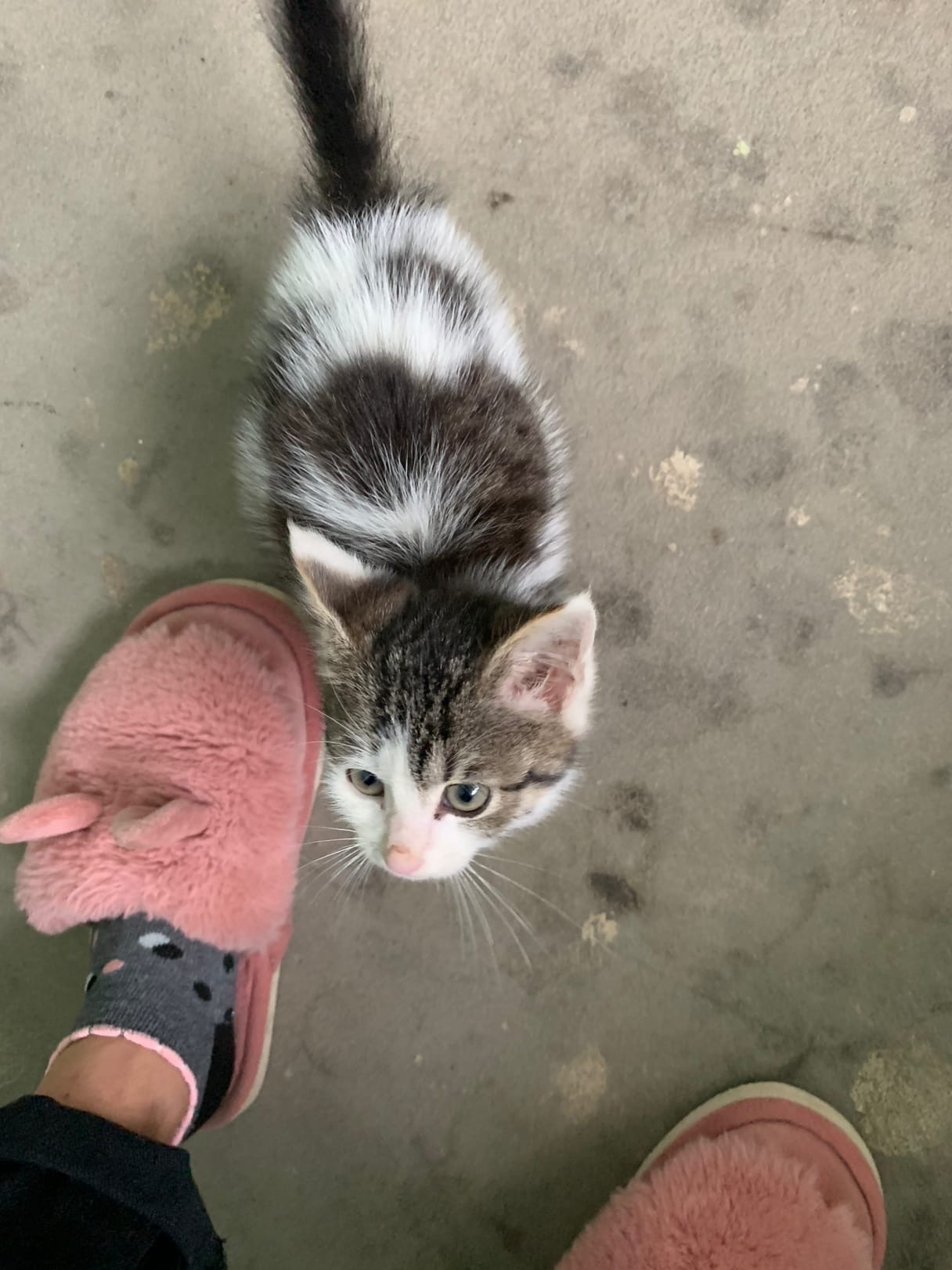 Take me home, please... - My, In good hands, Saint Petersburg, Leningrad region, Help, cat, Kittens, Homeless animals, Pets, Animals, Lost, Foundling, Longpost