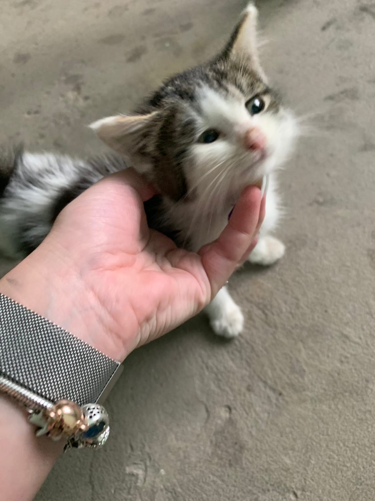 Take me home, please... - My, In good hands, Saint Petersburg, Leningrad region, Help, cat, Kittens, Homeless animals, Pets, Animals, Lost, Foundling, Longpost